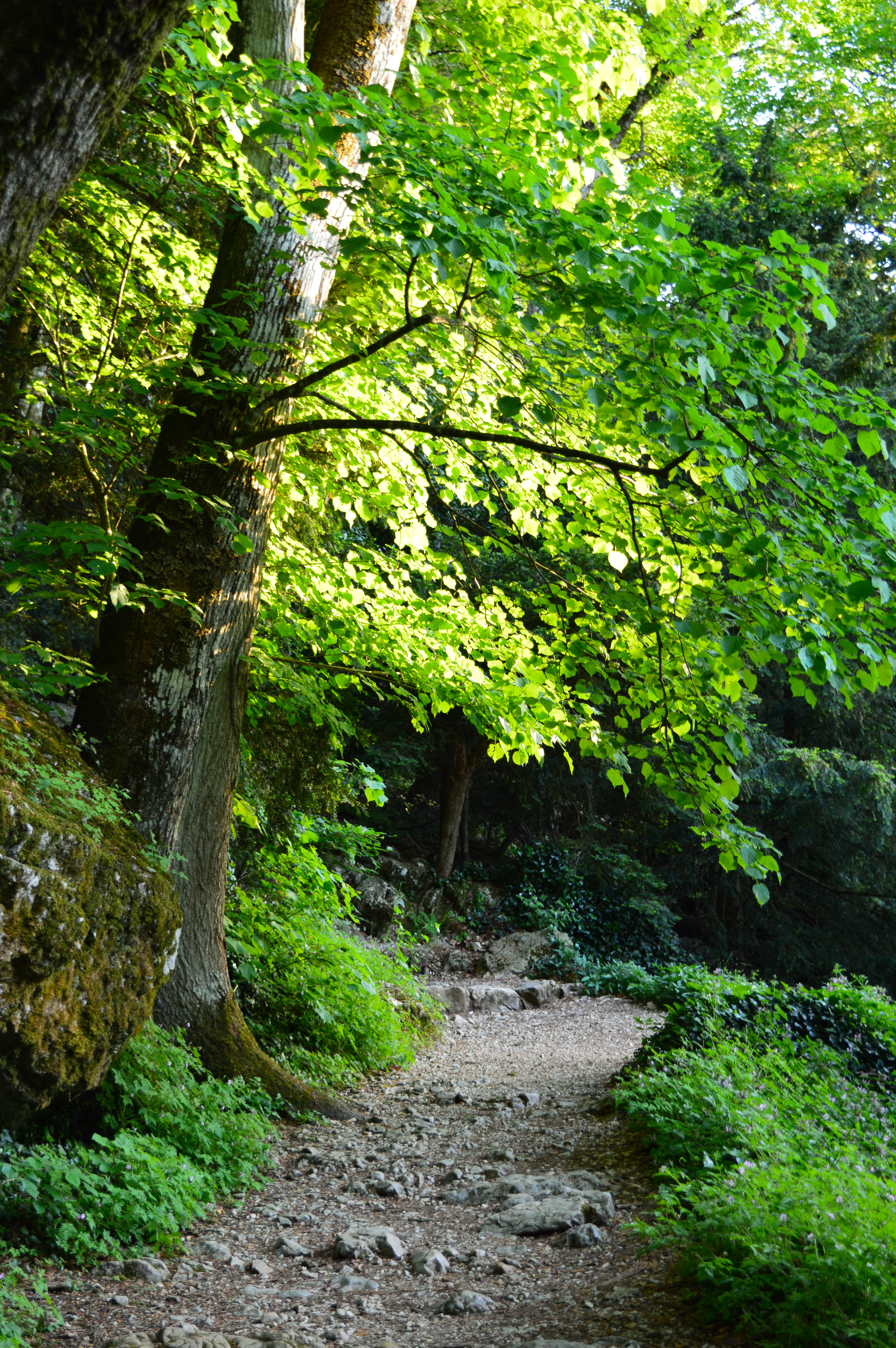 RDVduParc � Bain de for�t