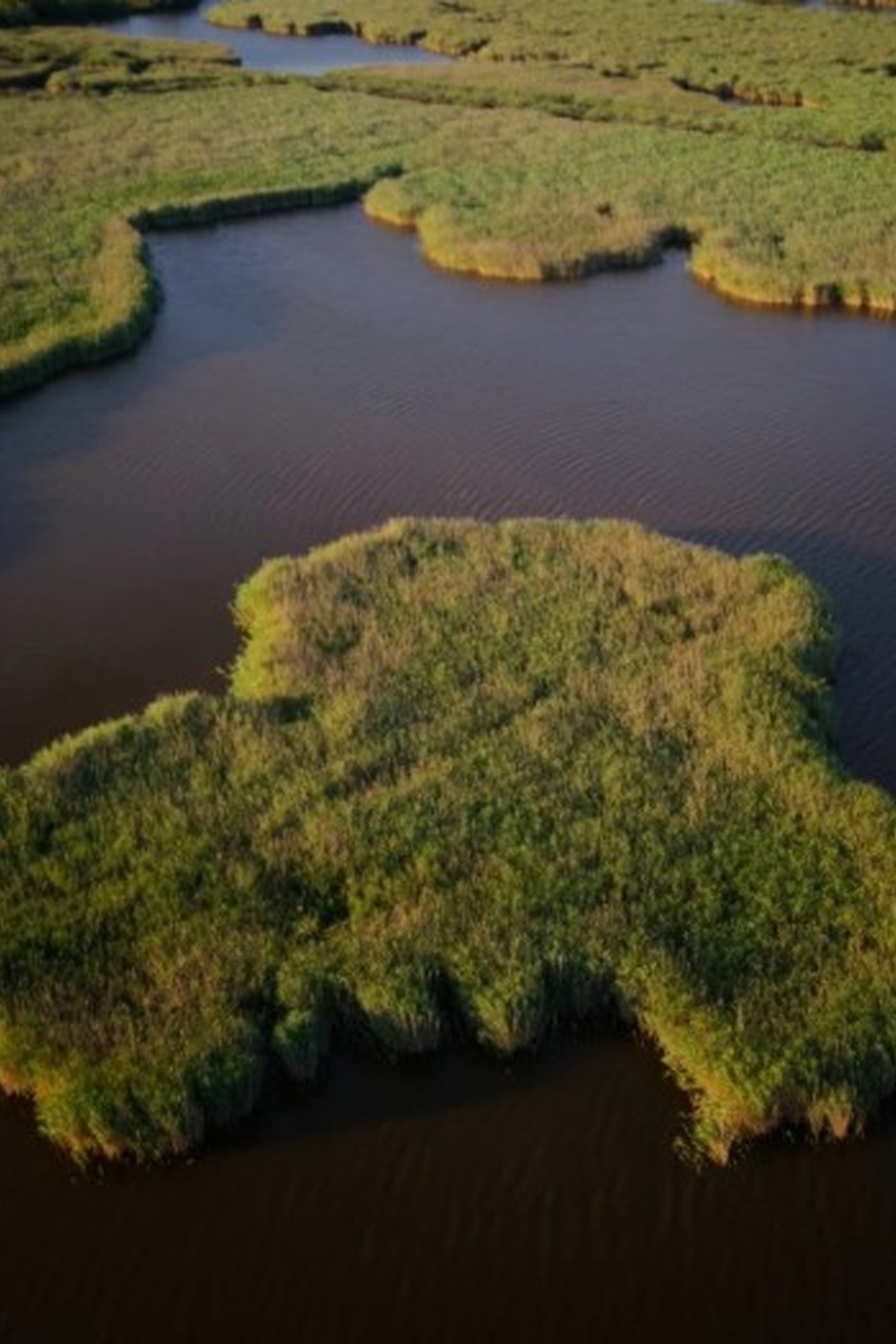 � l'�coute des oiseaux de la roseli�re et du butor �toil�