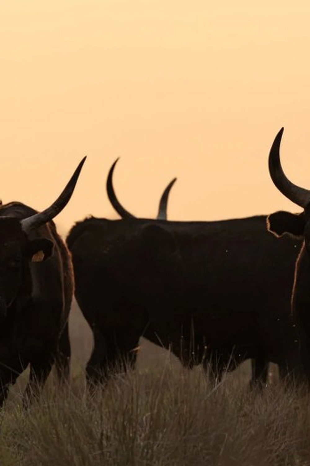 � la rencontre des Cocardiers de M�janes