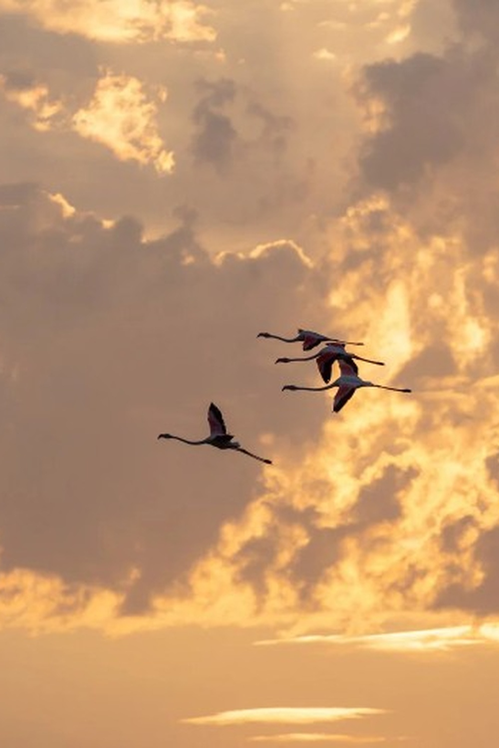 Lever du soleil dans le choeur de l'aube