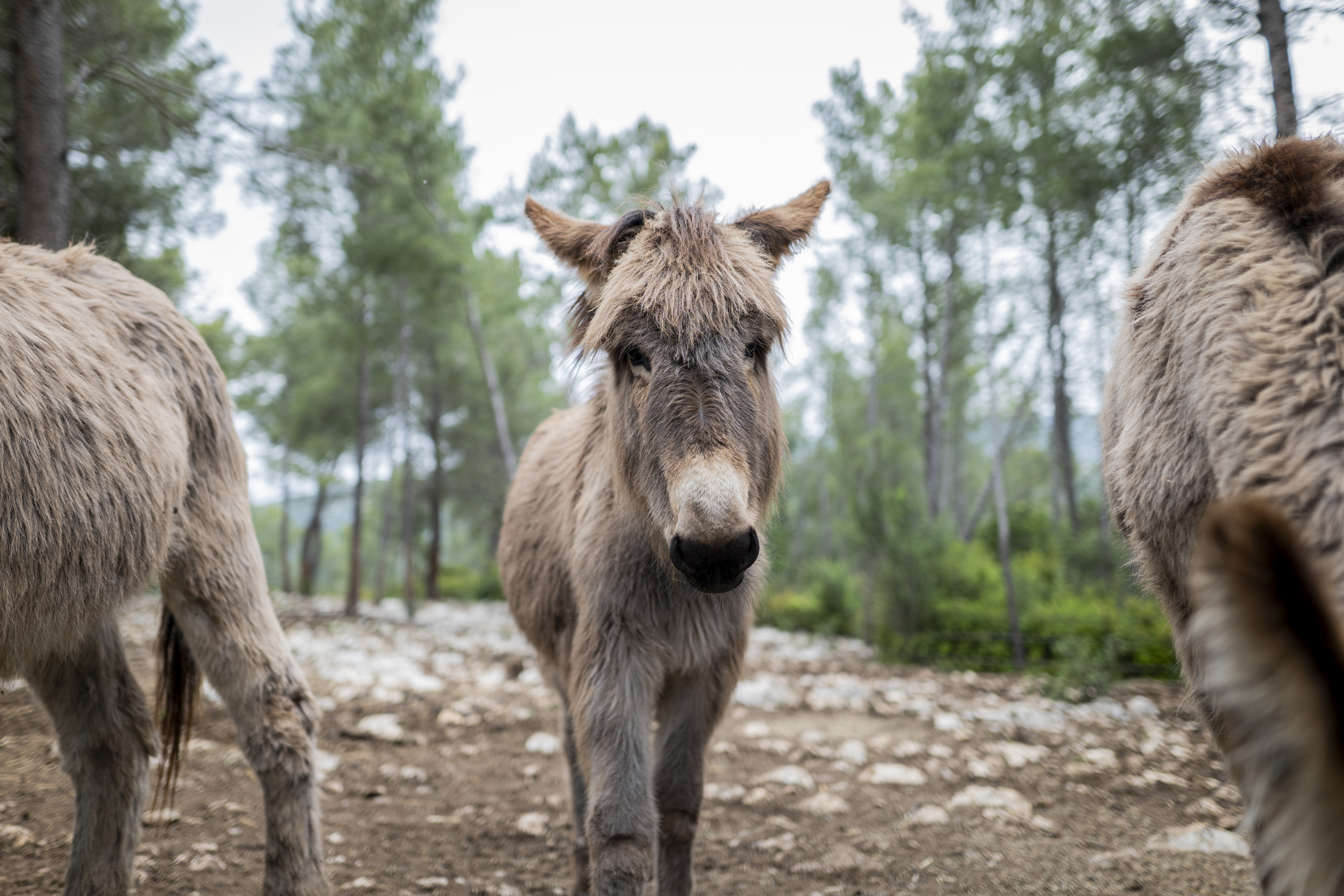 #RDVduParc � Balade au milieu des �nes