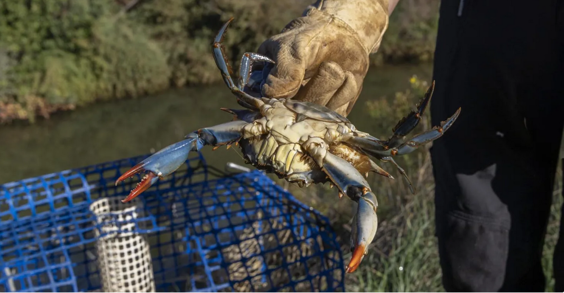 Sortie naturaliste : le crabe bleu, esp�ce exotique envahissante - Journ�e mondiale de l'environnement de l'ONU