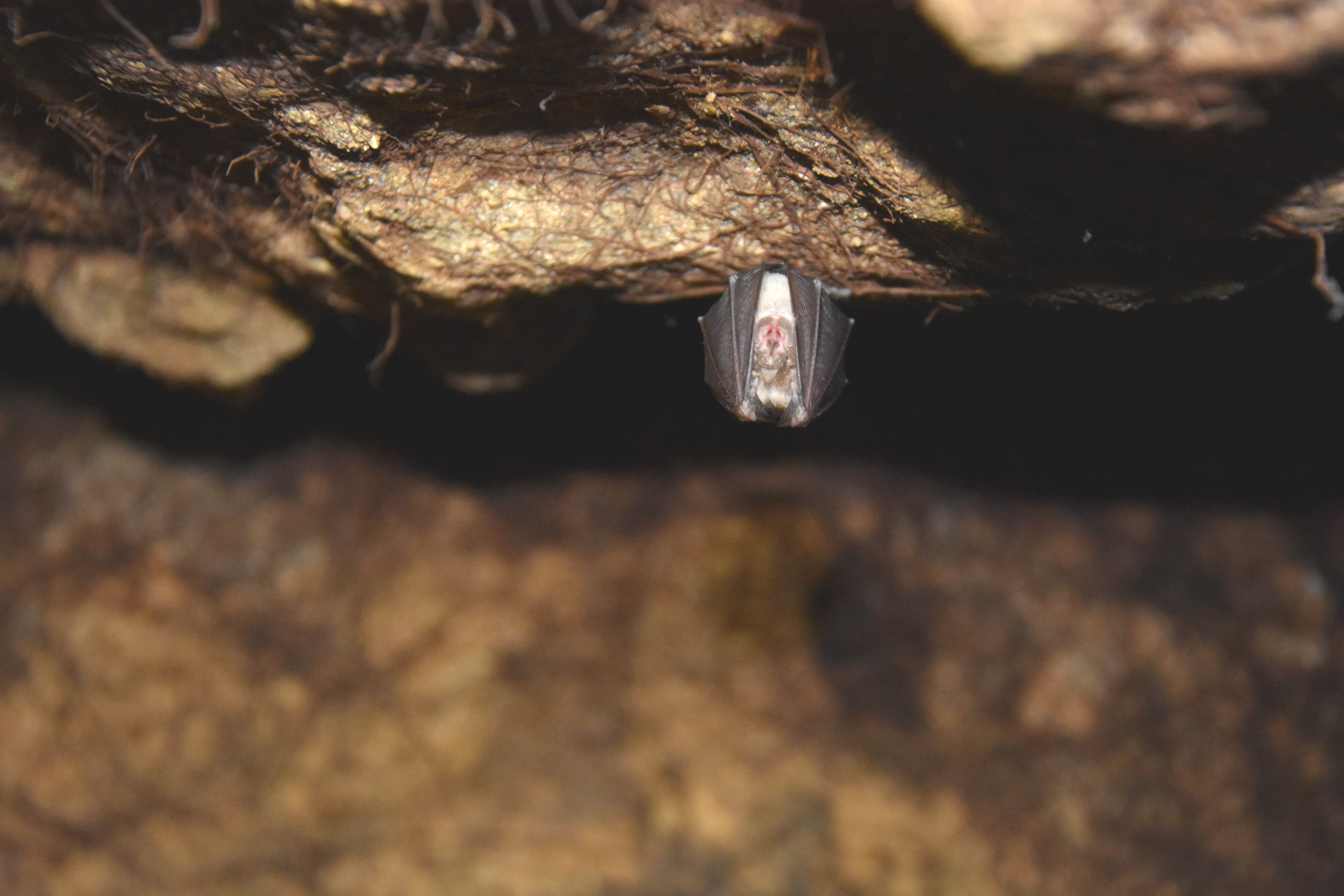 #RDVduParc � � l'�coute des chauves-souris