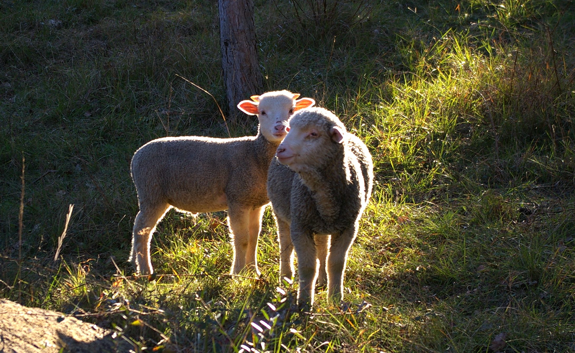 #RDVduParc � De la laine au tissu