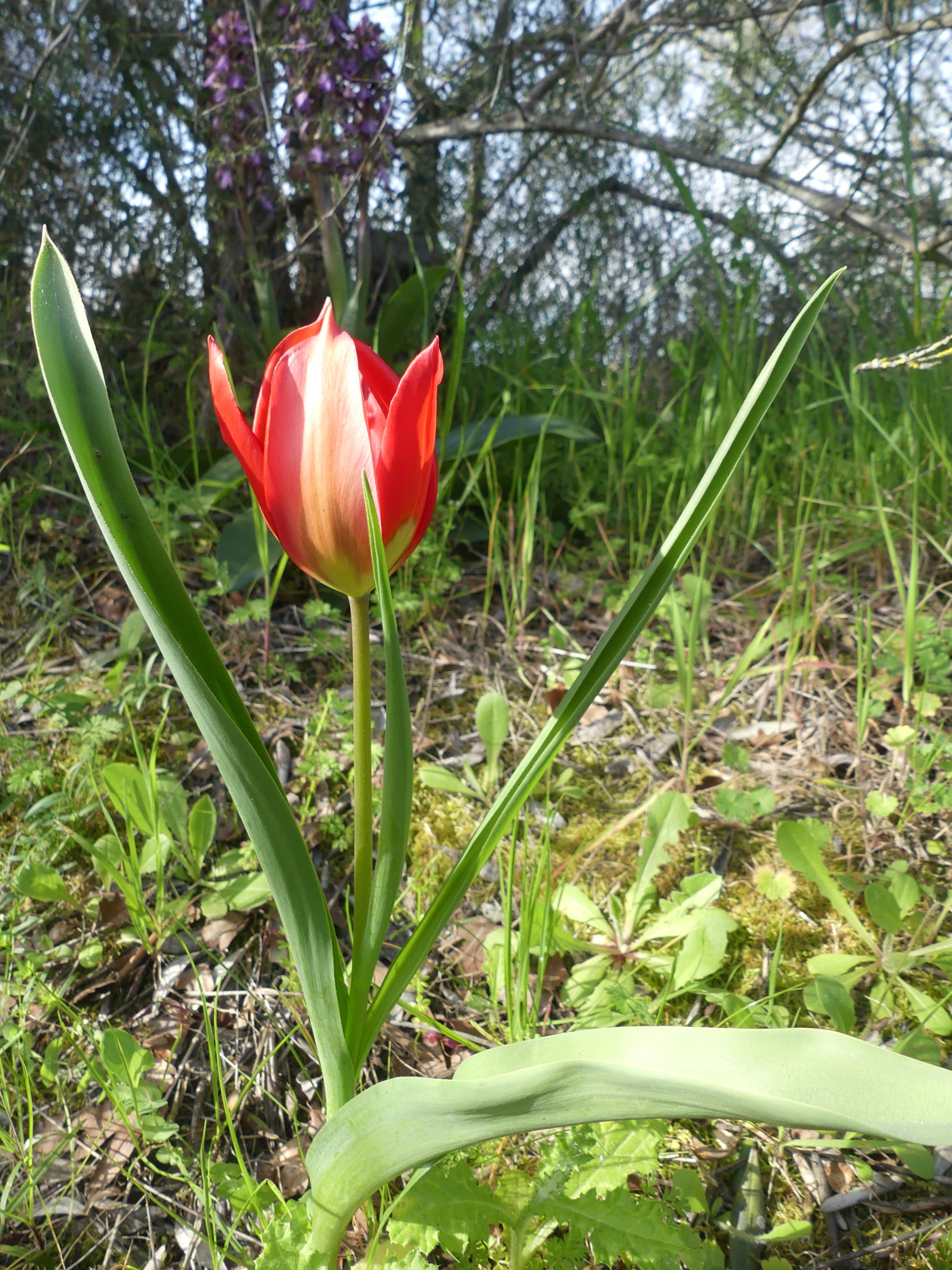 Sortie botanique : Les messicoles de Luynes