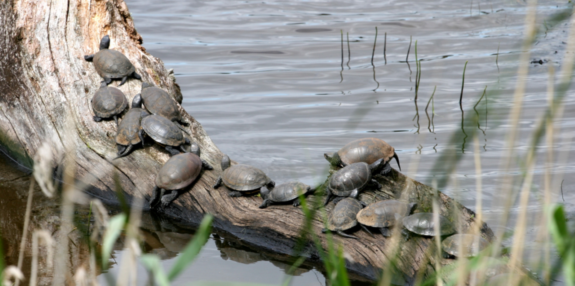Sortie naturaliste sur l'�tude et le suivi des Cistudes d'Europe