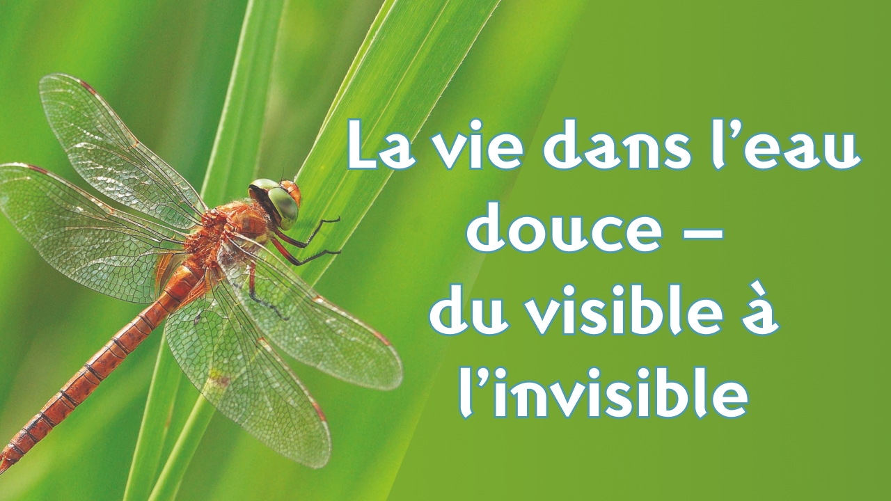 La vie dans l�eau douce � du visible � l�invisible