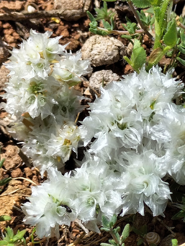 Sortie nature du Mus�um : d�couverte de la flore de l'�tang de Bolmon