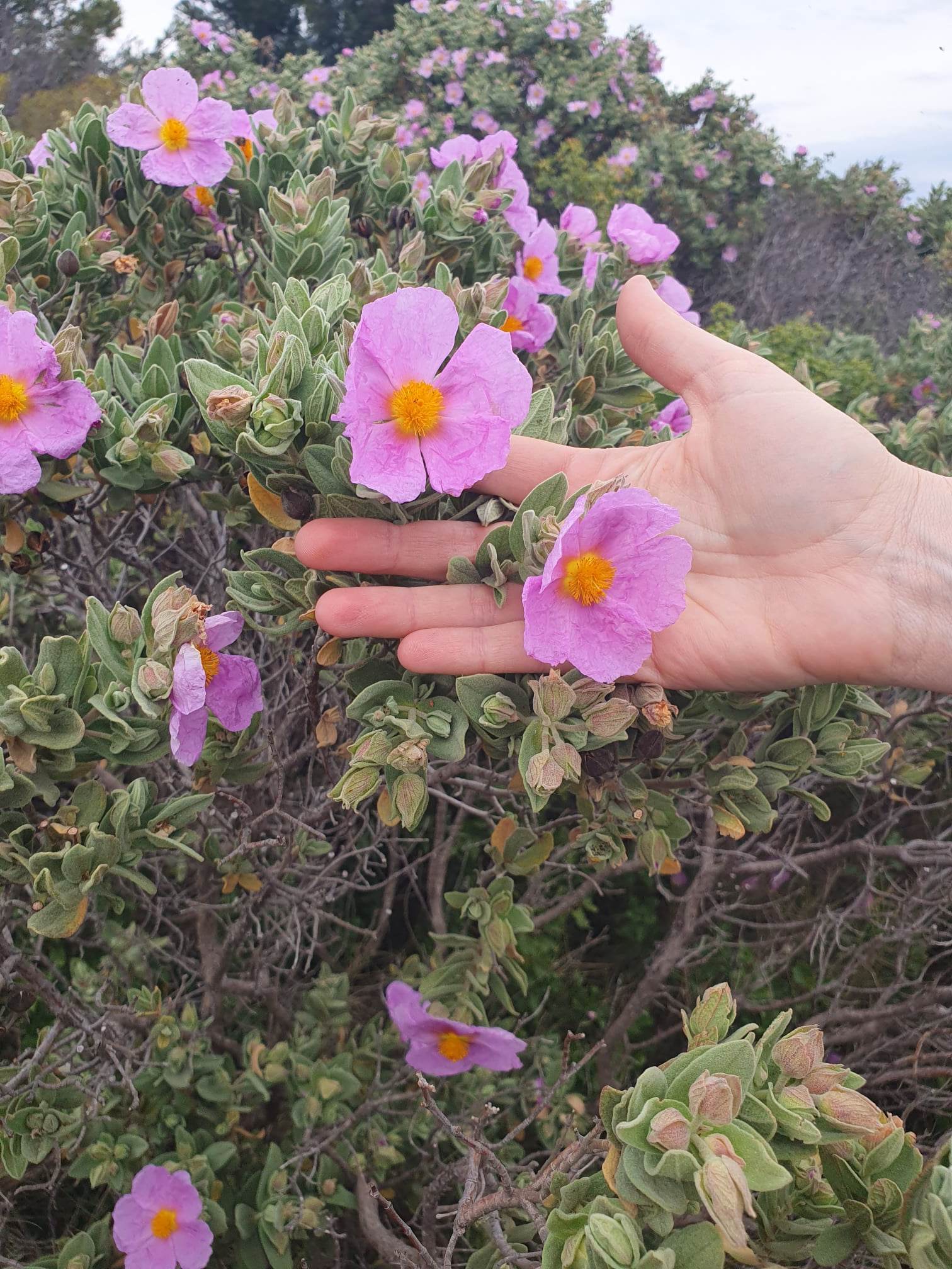 D�couverte des plantes comestibles et m�dicinales sur la colline st-�tienne
