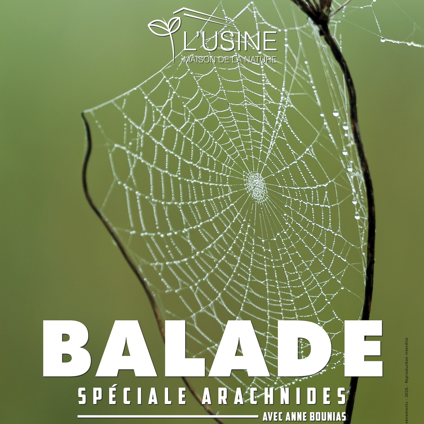 Balade autour des arachnides avec Anne BOUNIAS
