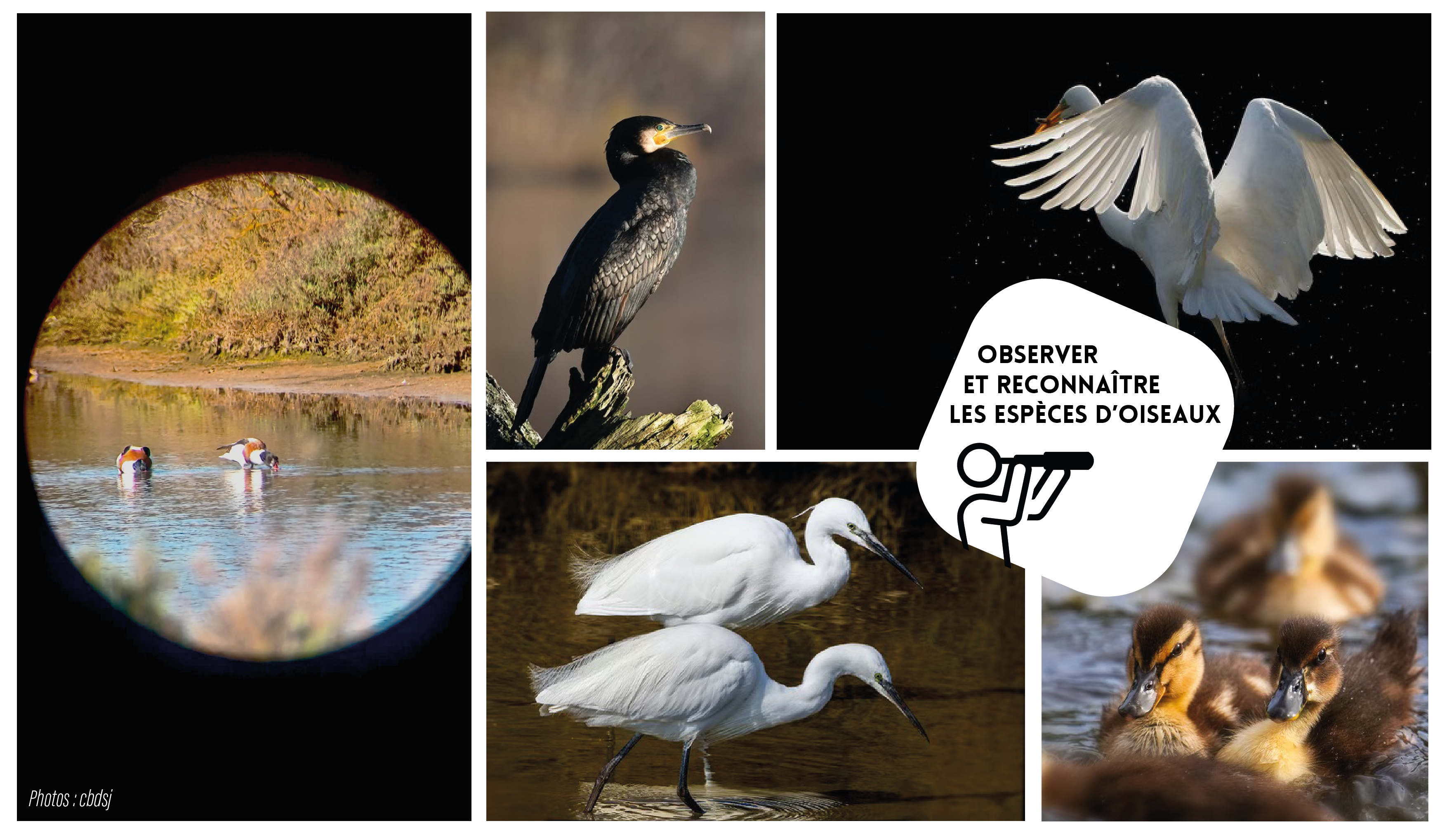 Balade ornitho - C�est le printemps ! Chants d�oiseaux estivants - Autres Versants