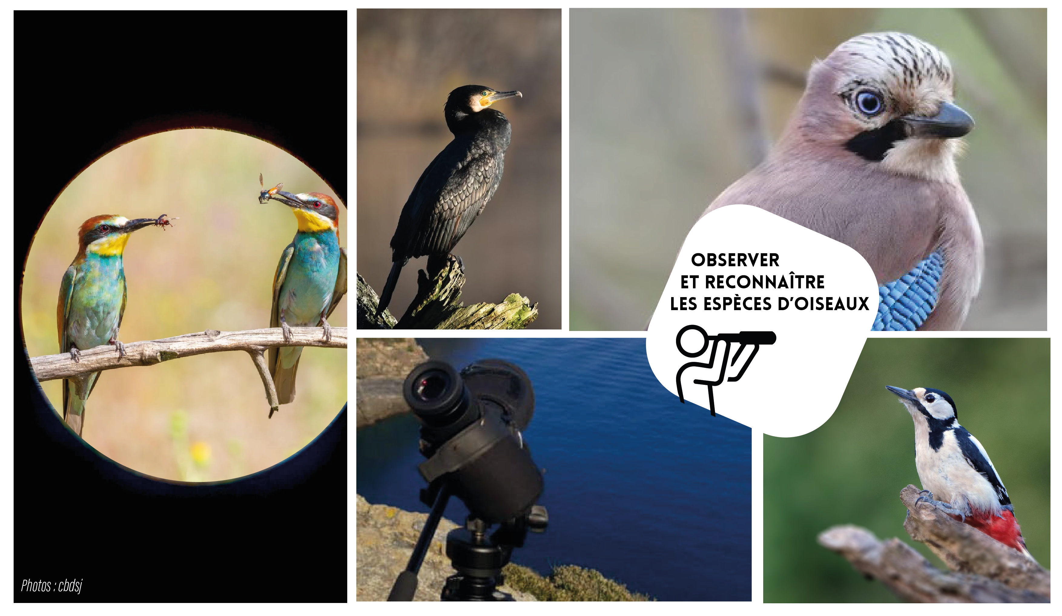 Balade ornitho - Splendide gu�pier, oiseau arc-en-ciel - Autres Versants