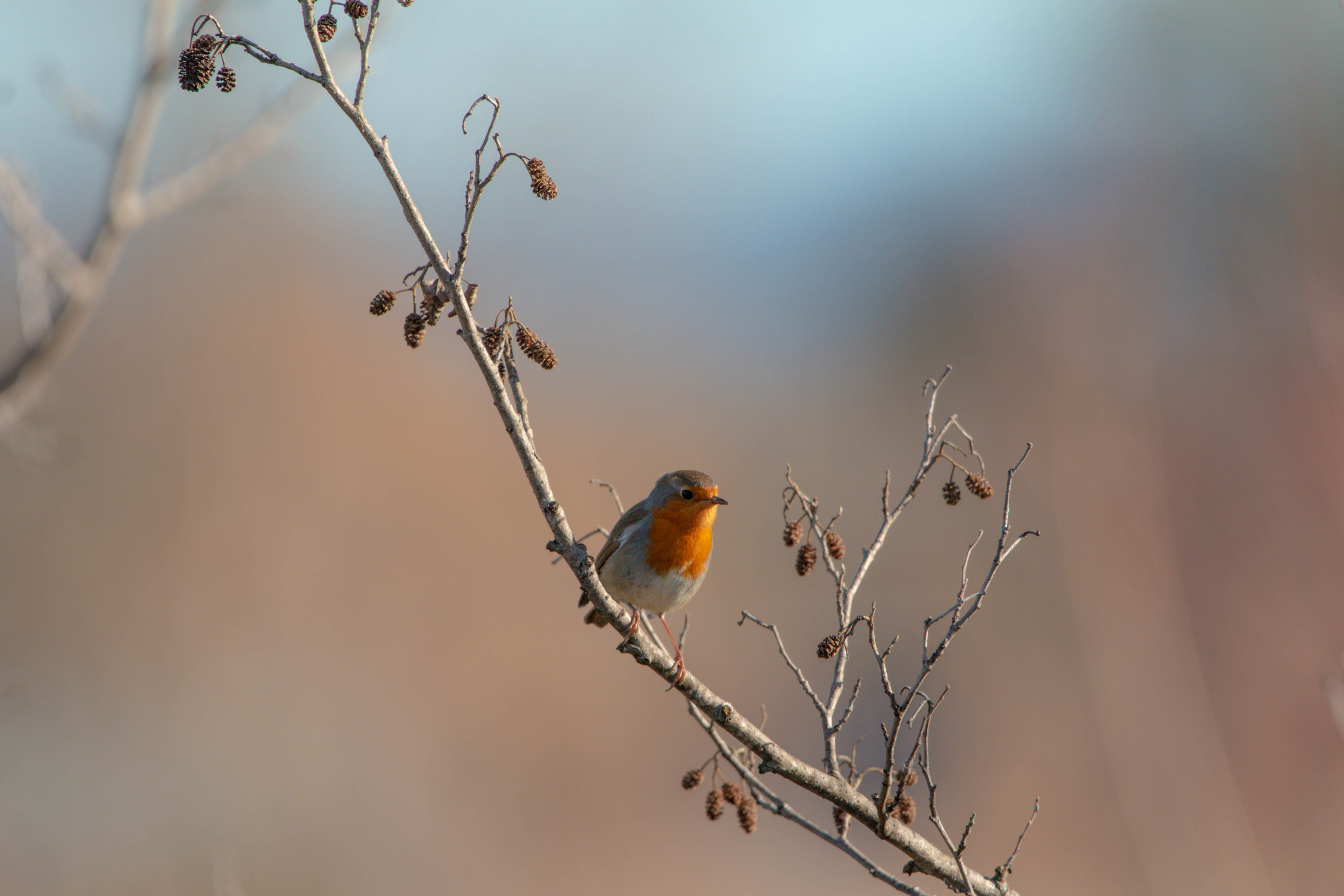 Point Rencontre : D�couverte des oiseaux des �les du Parc national de Port-Cros