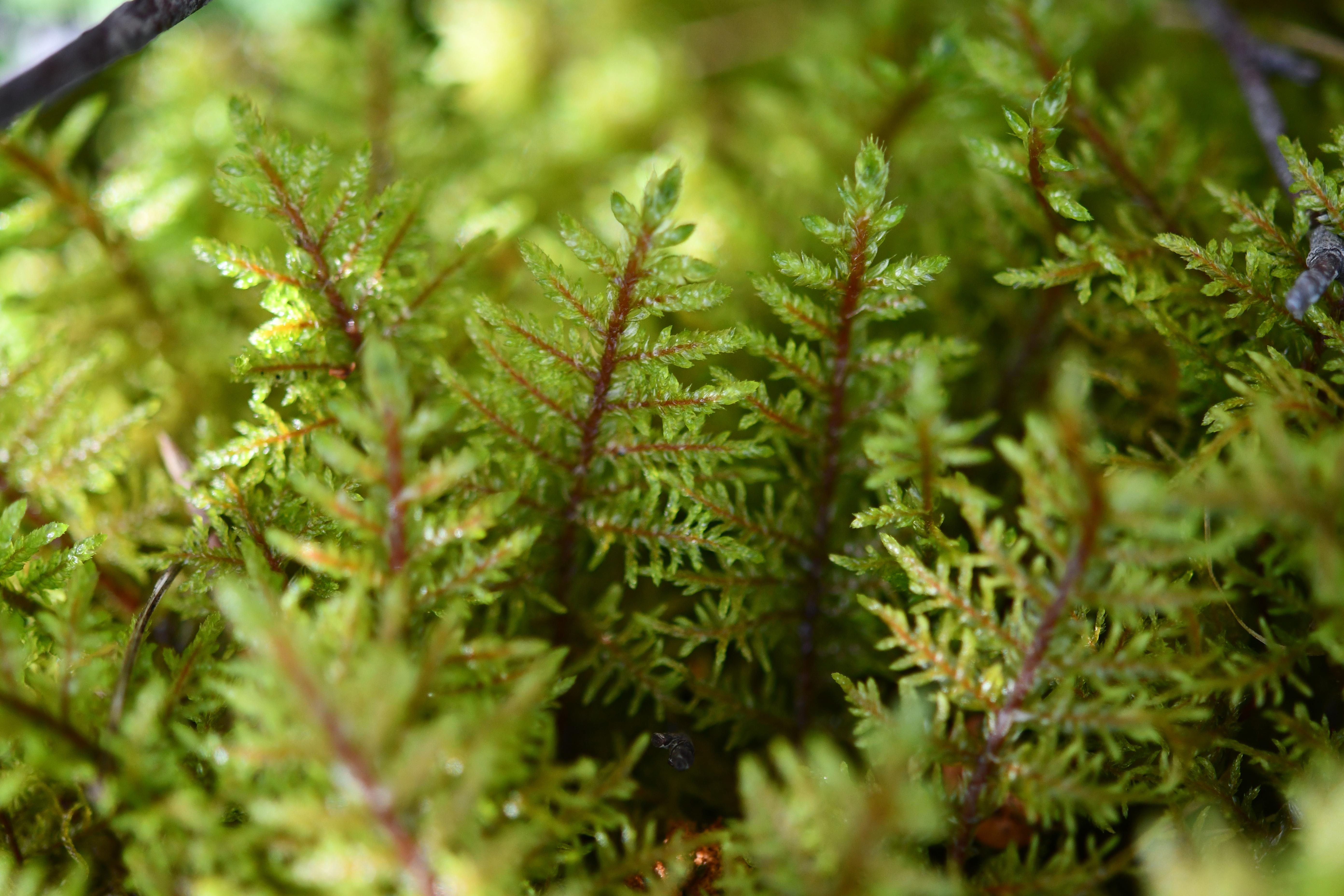 Conf�rence : Plongez dans le monde immense des minuscules mousses