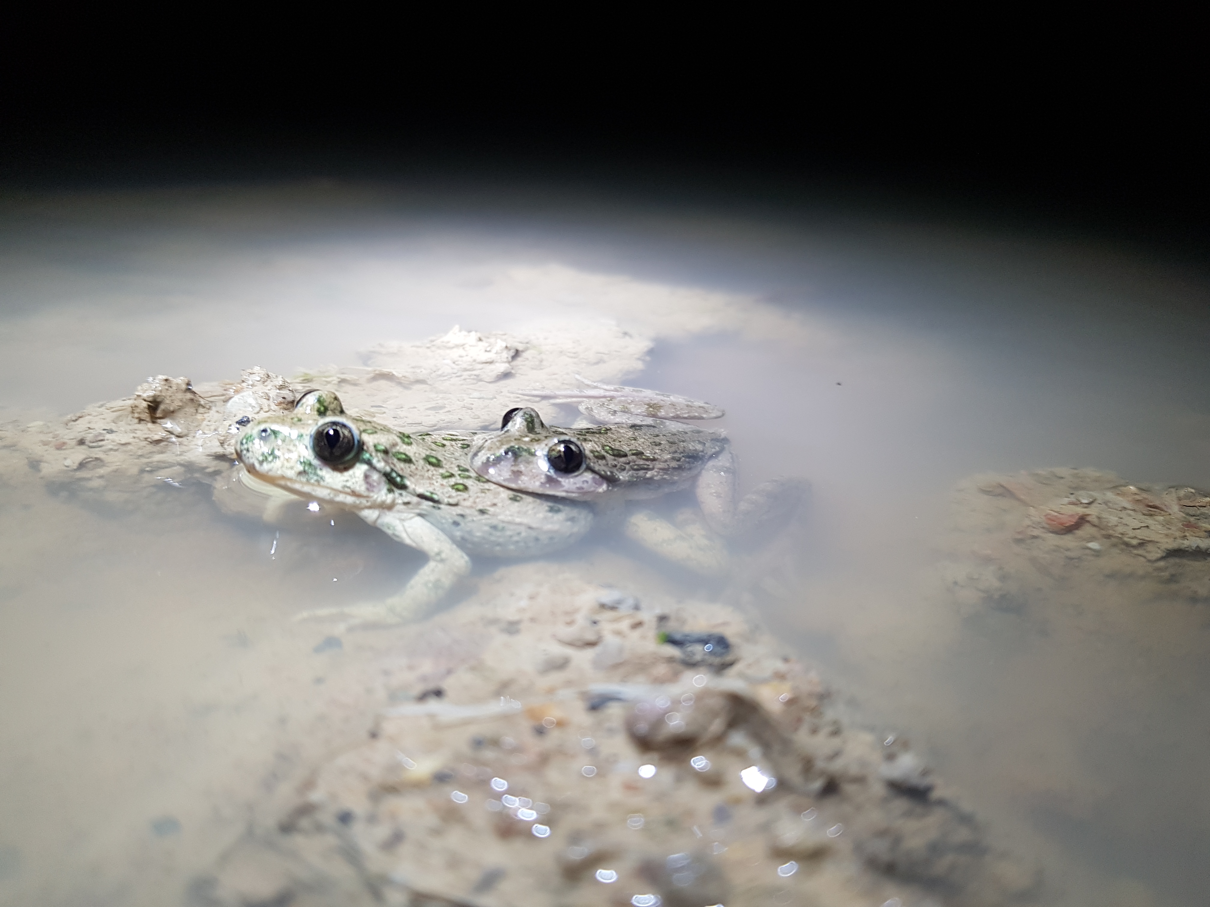 Fr�quence Grenouille � Fondurane � Saint-Cassien