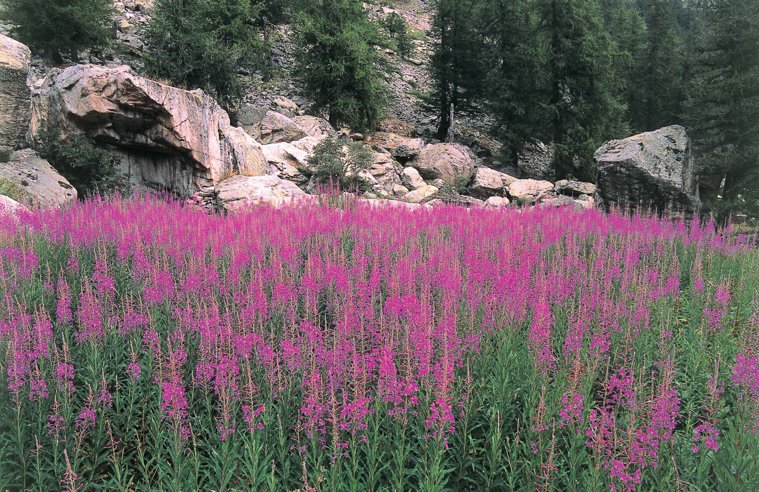 Stage sur les plantes sauvages comestibles