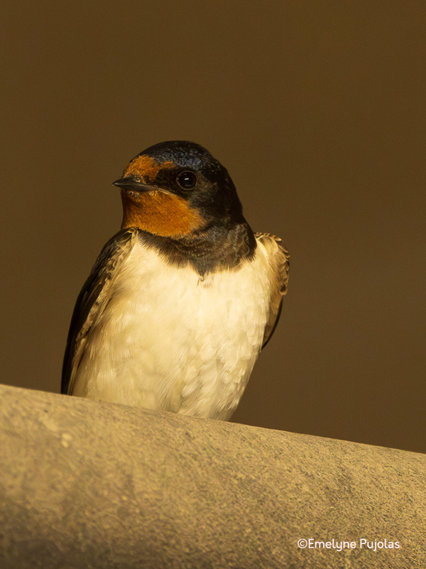 � la d�couverte des esp�ces d'oiseaux de nos parcs et jardins