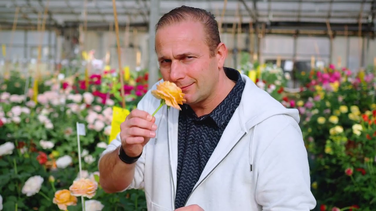 Les exp�rimentations de vari�t�s de roses sans arrosage, ni taille par Matthias Meilland