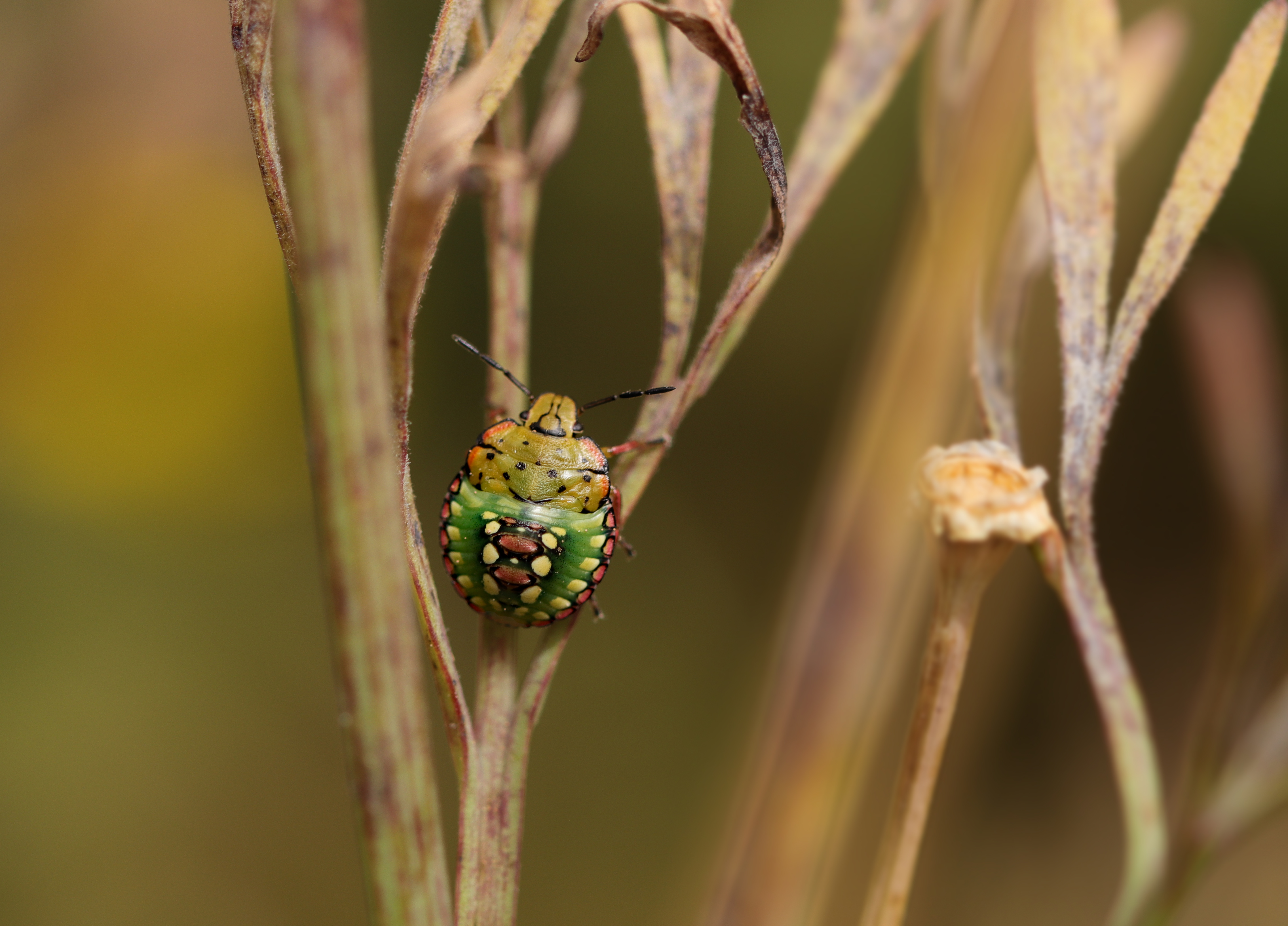 Point rencontre : D�couverte du monde des insectes - Ile de Porquerolles