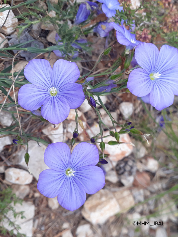 Sortie nature du Mus�um : Flore du Massif de l��toile (Marseille)