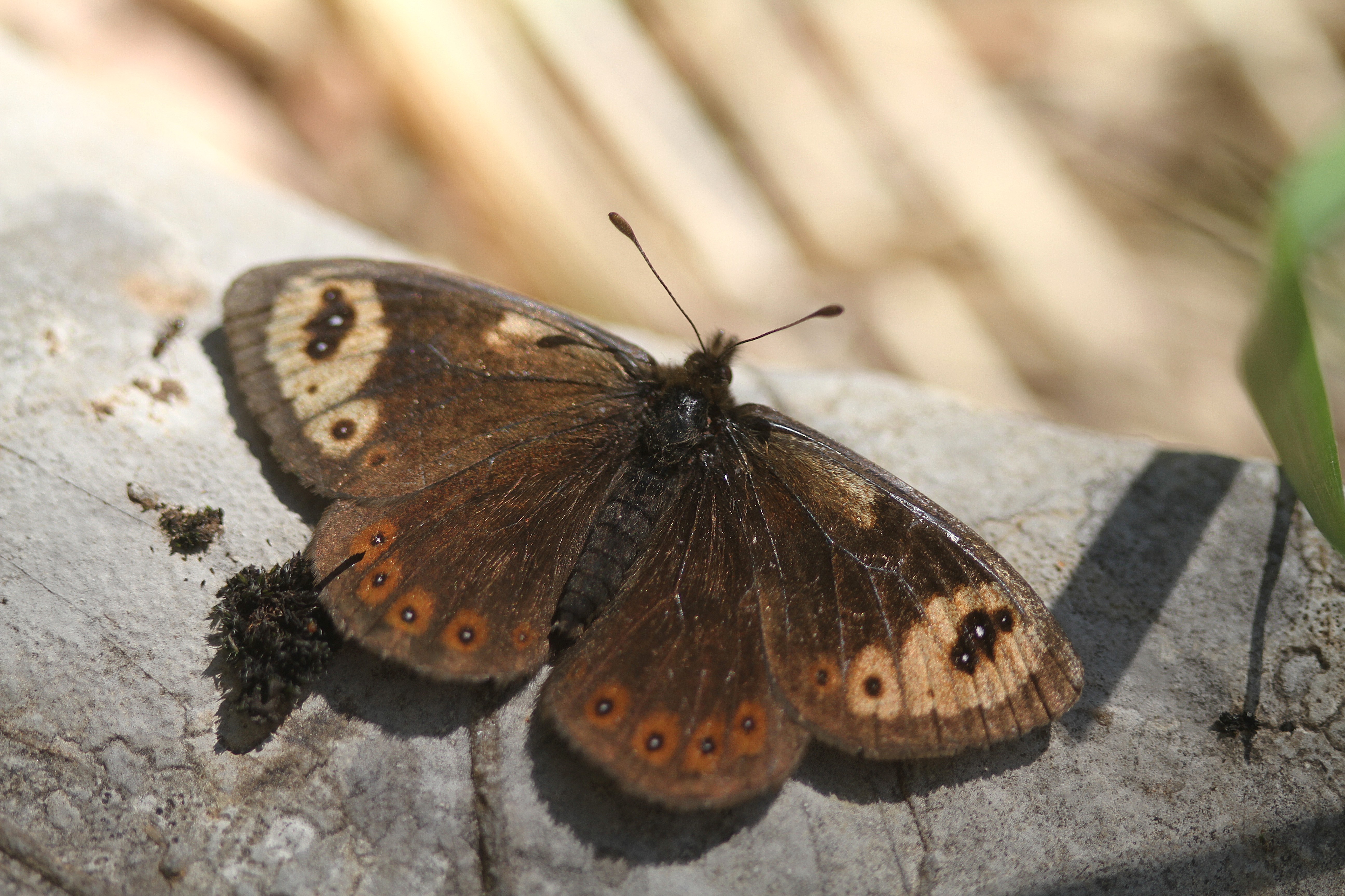 Inventaire des papillons de jour � Prospection du Moir� proven�al