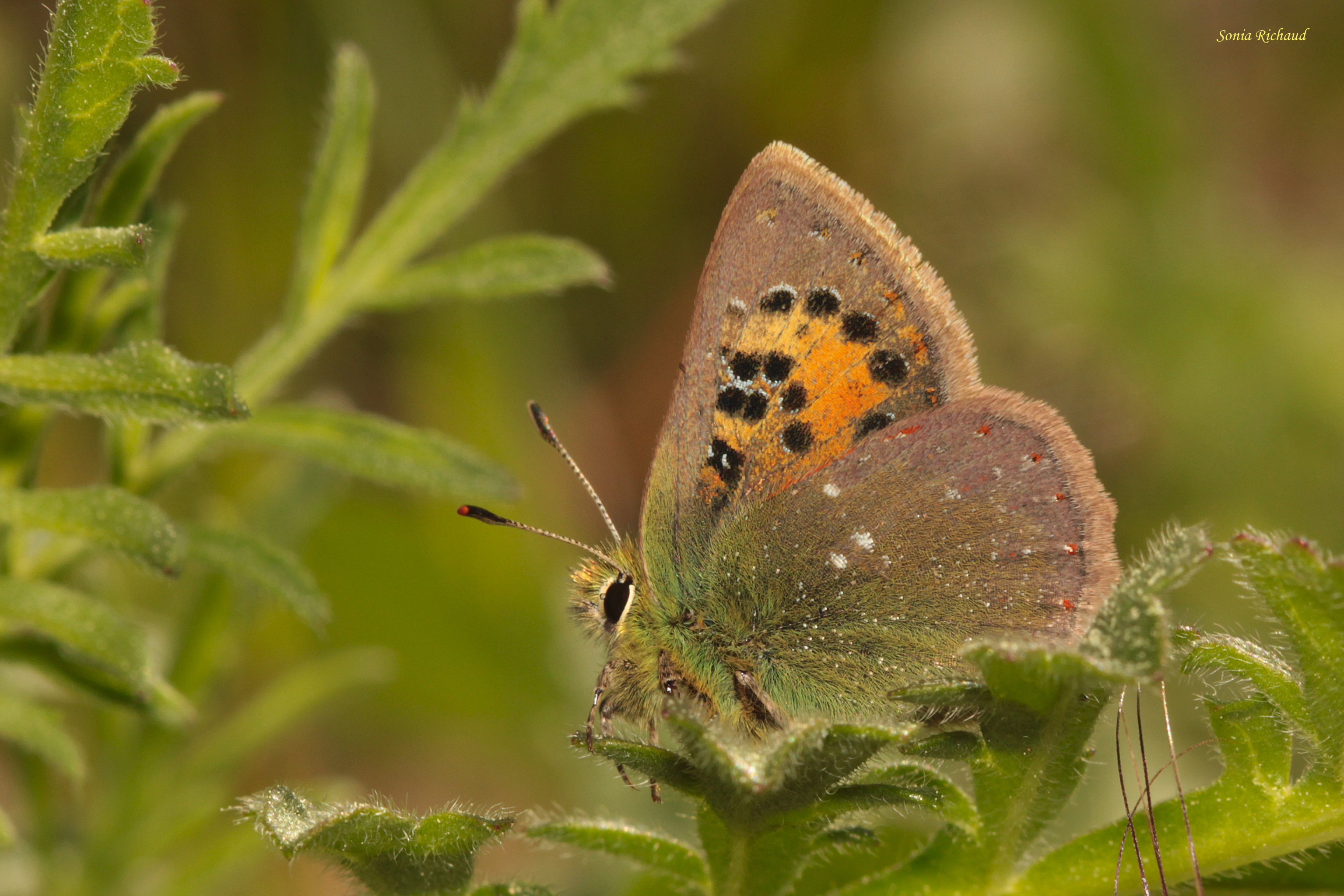 � la recherche du Ballous, un papillon rare et menac�