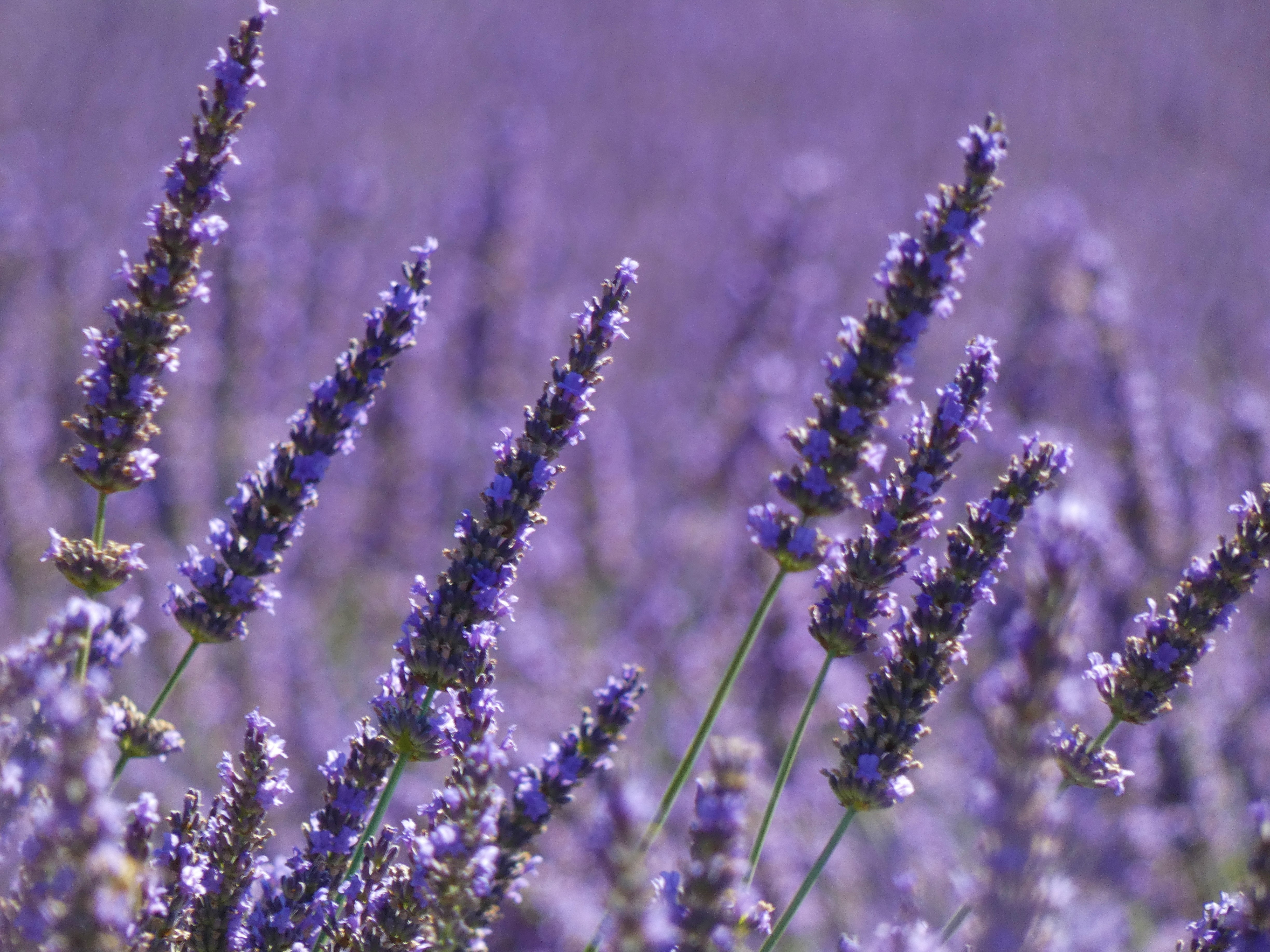 Enqu�te � la lavanderaie - Lavanderaie des Hautes Baronnies