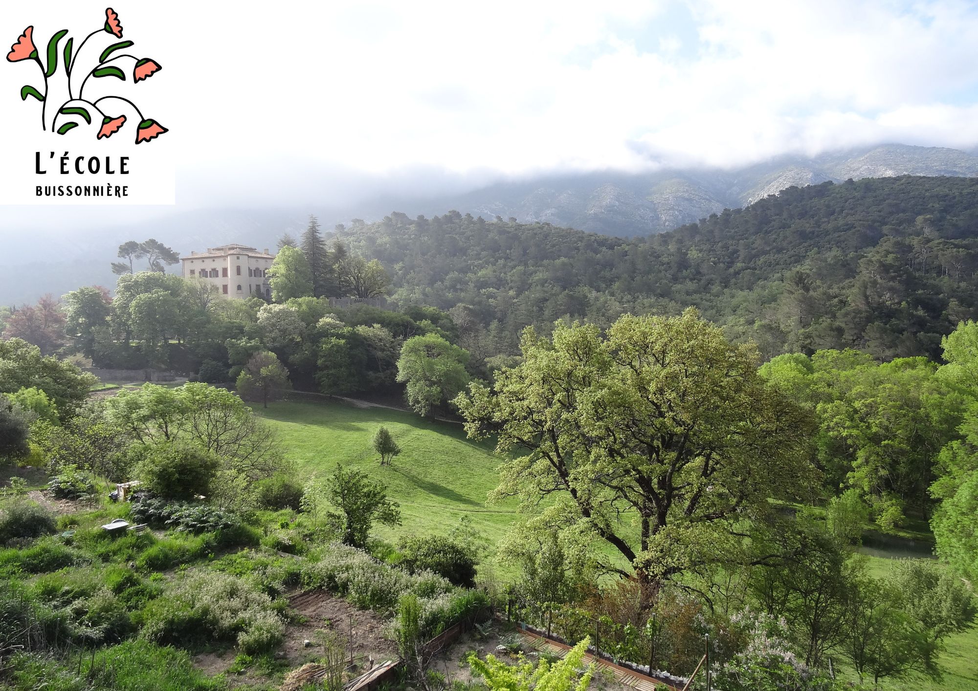 La flore m�diterran�enne et ses usages