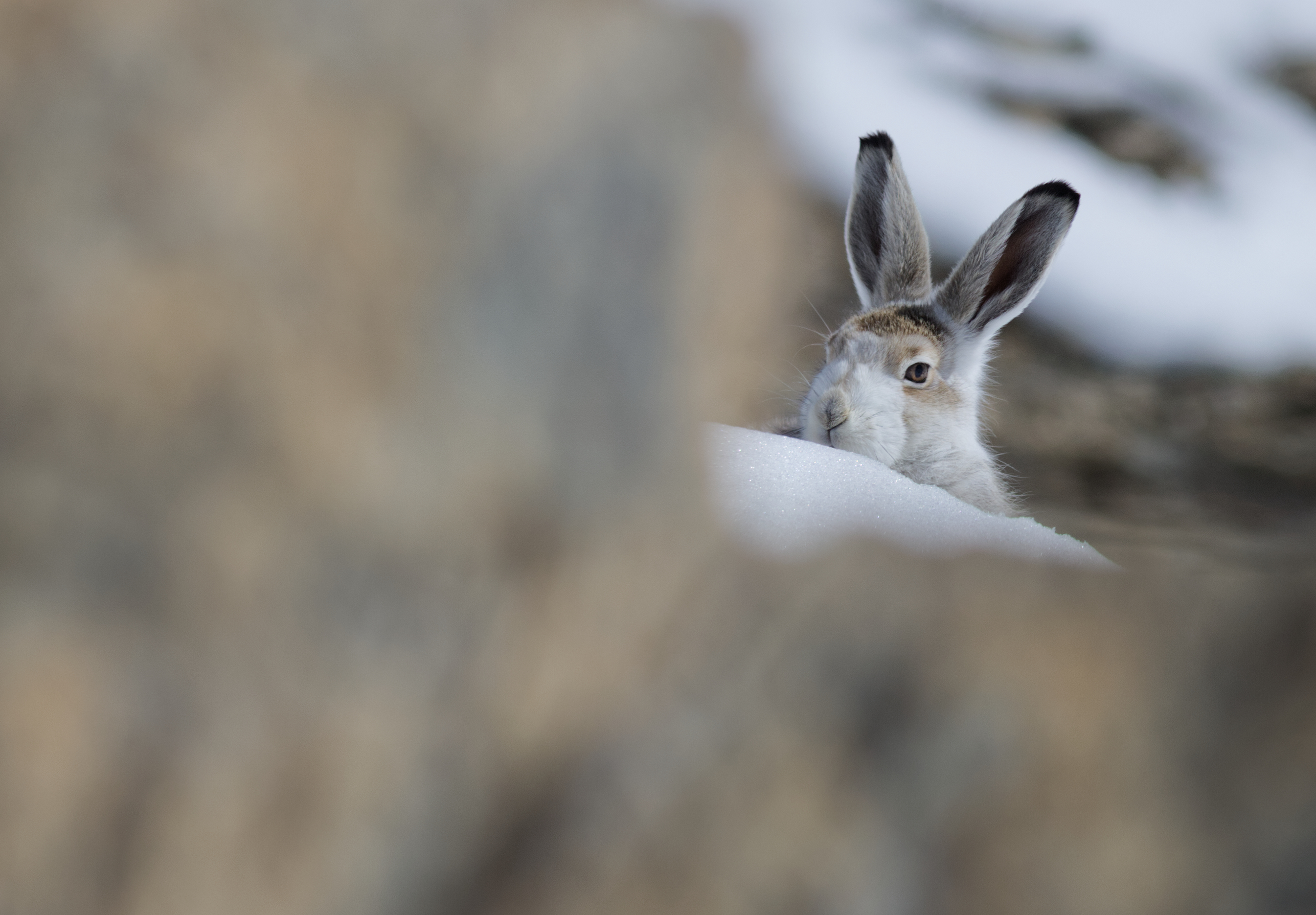 Conf�rence Faune et flore Ubaye