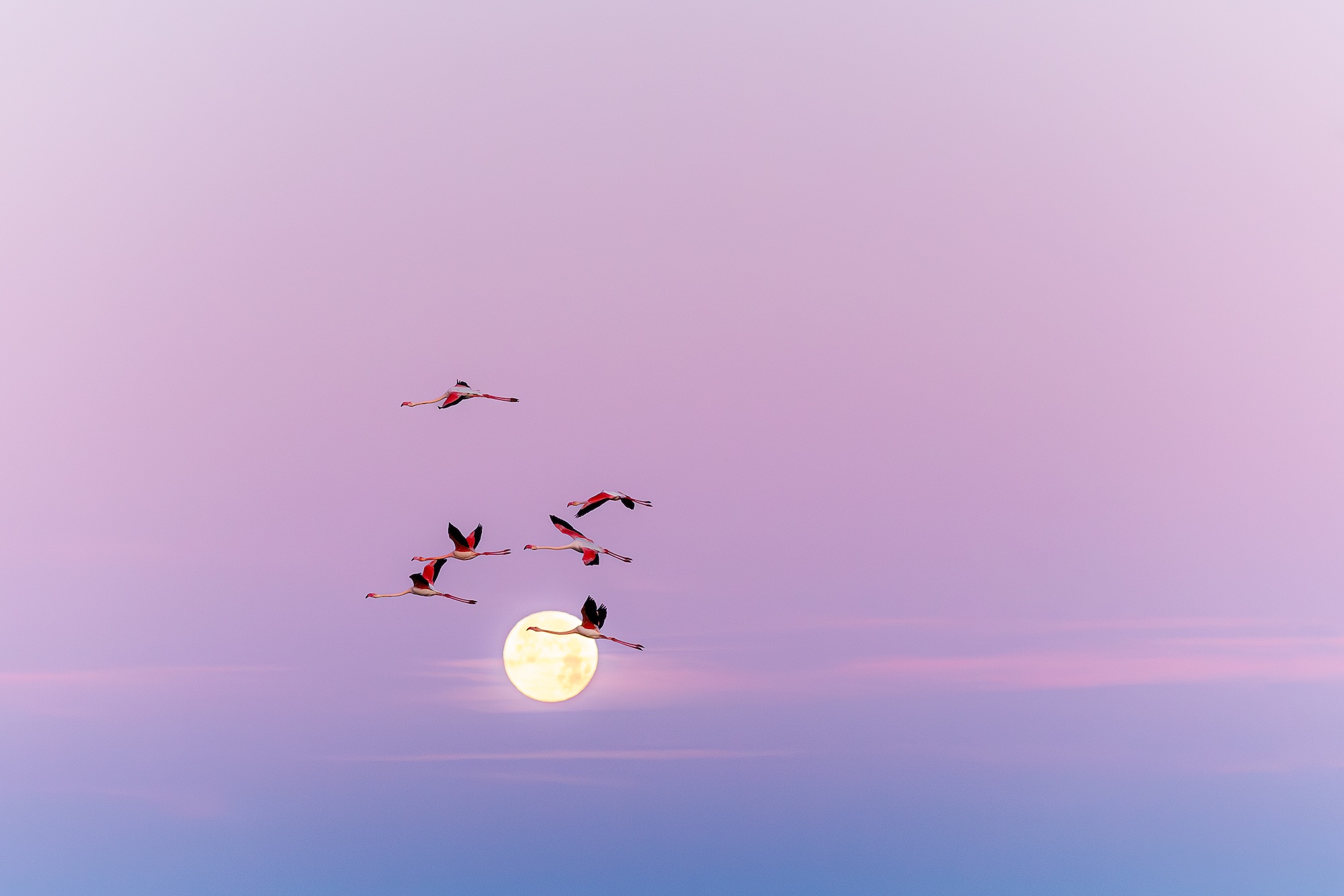 18e �dition - Festival de la Camargue