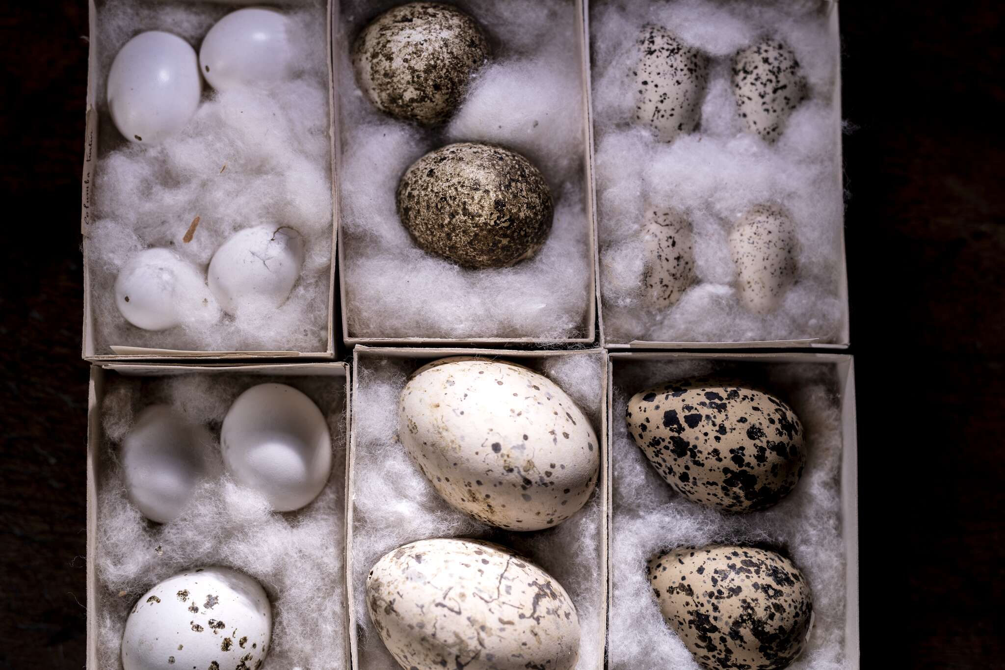 Parcours sp�cial P�ques au Jardin botanique Val Rahmeh-Menton