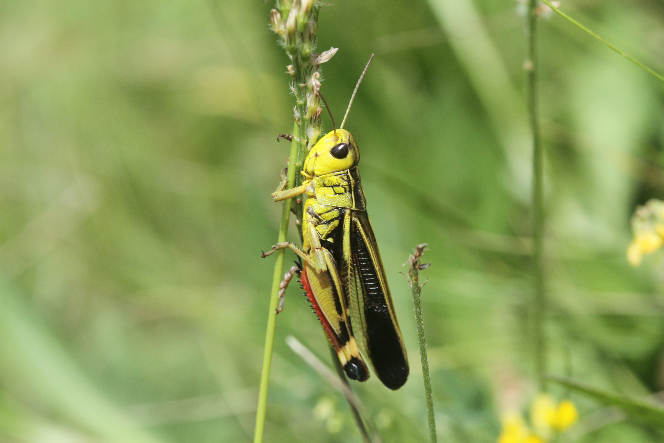 Soir�e papillons et orthopt�res