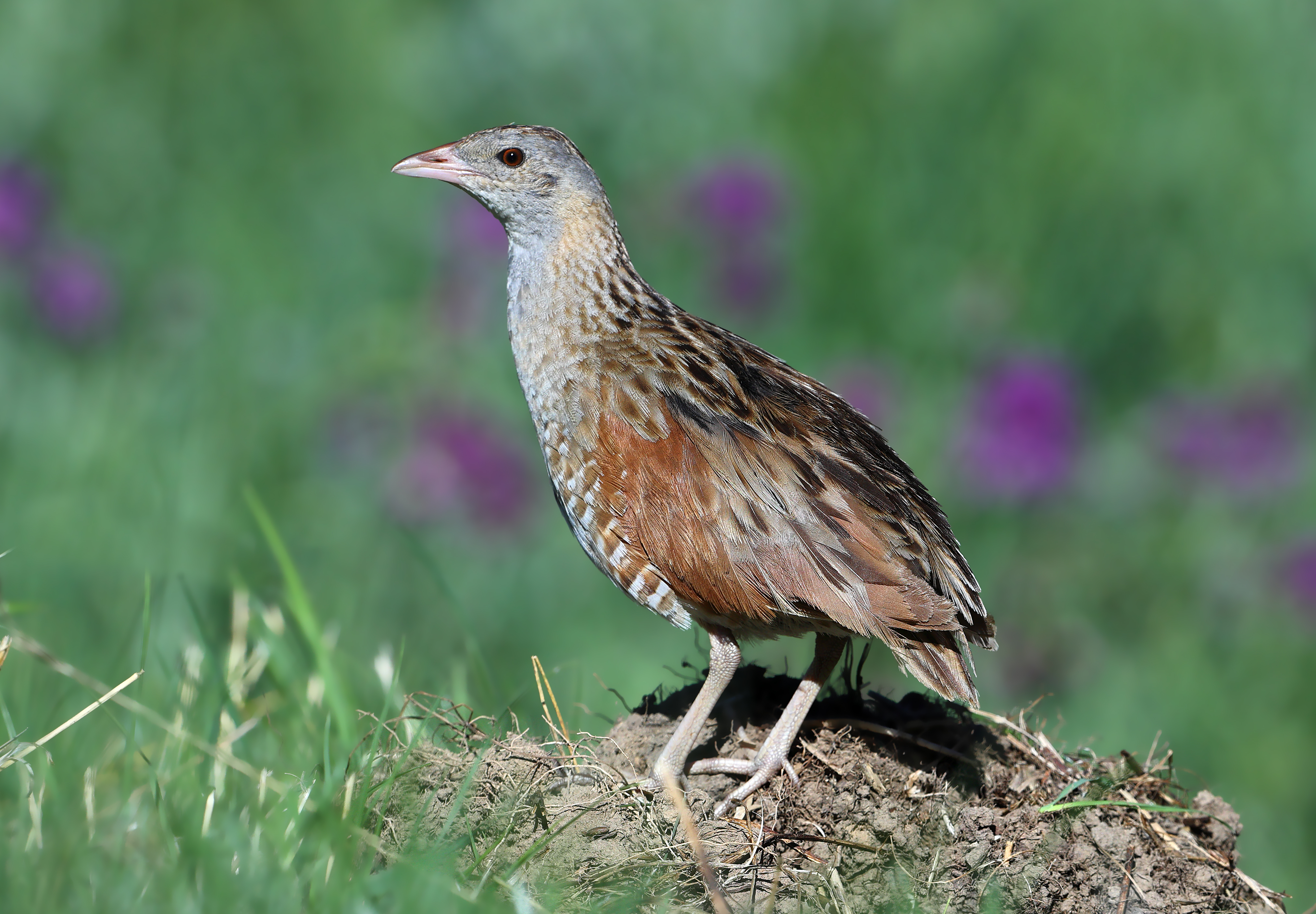 � la d�couverte du R�le des gen�ts