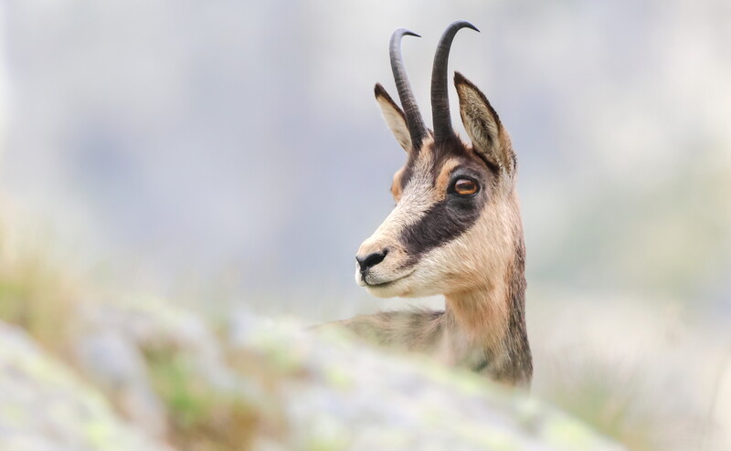 A la d�couverte des animaux de la montagne