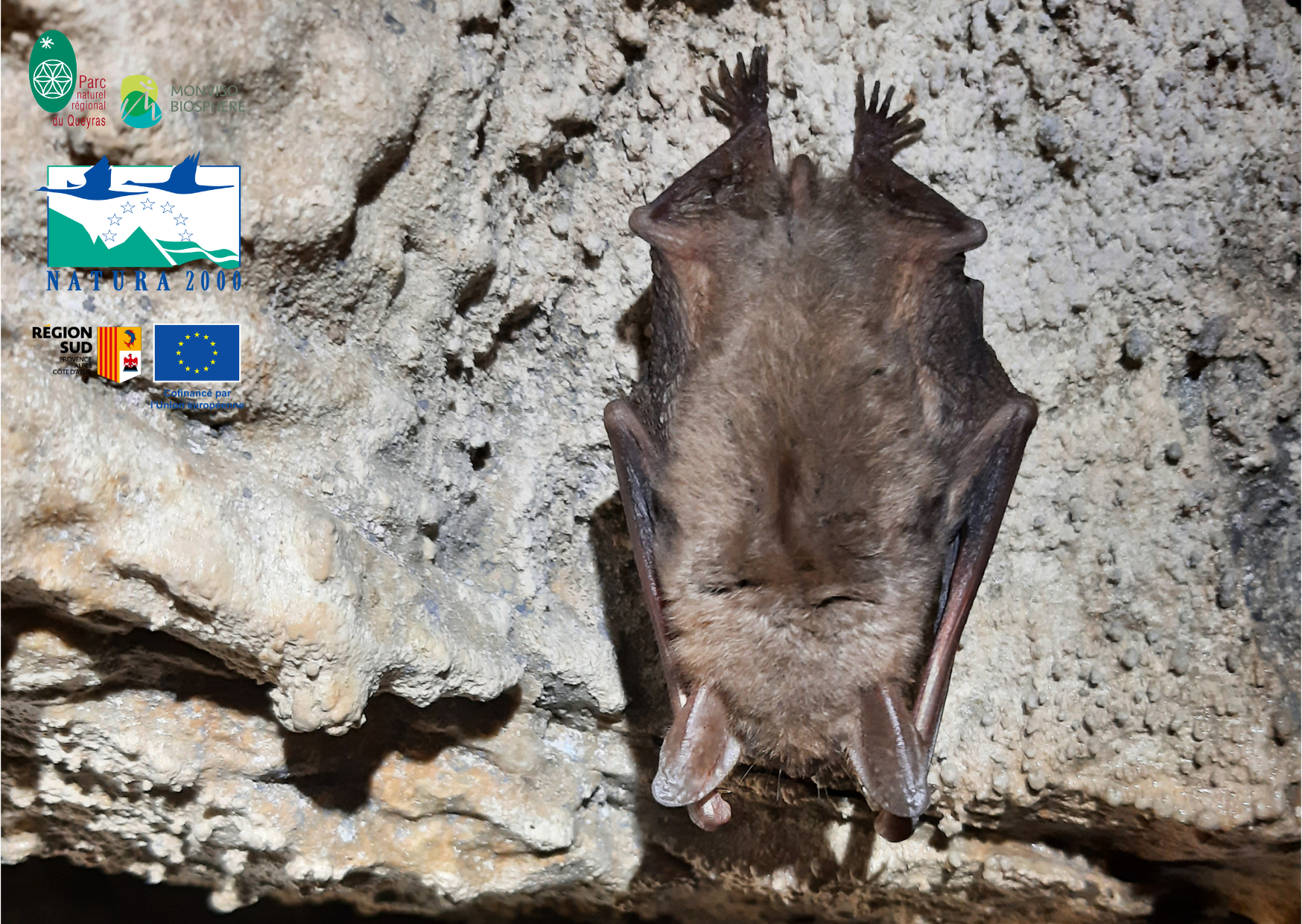 Le monde myst�rieux des chauves-souris : projection