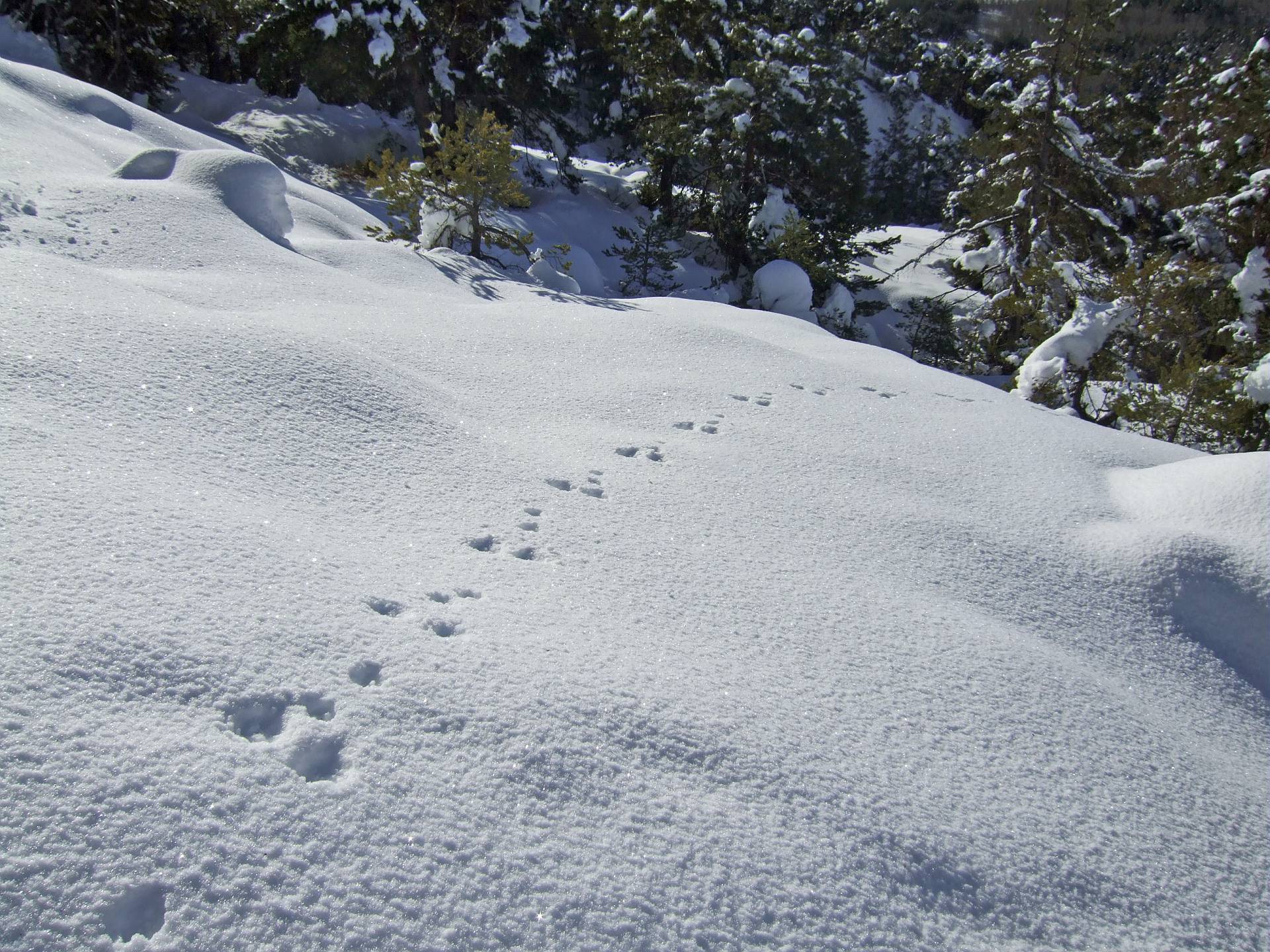 A la d�couverte des animaux de la montagne du massif du Mercantour : indices de pr�sence et empreintes