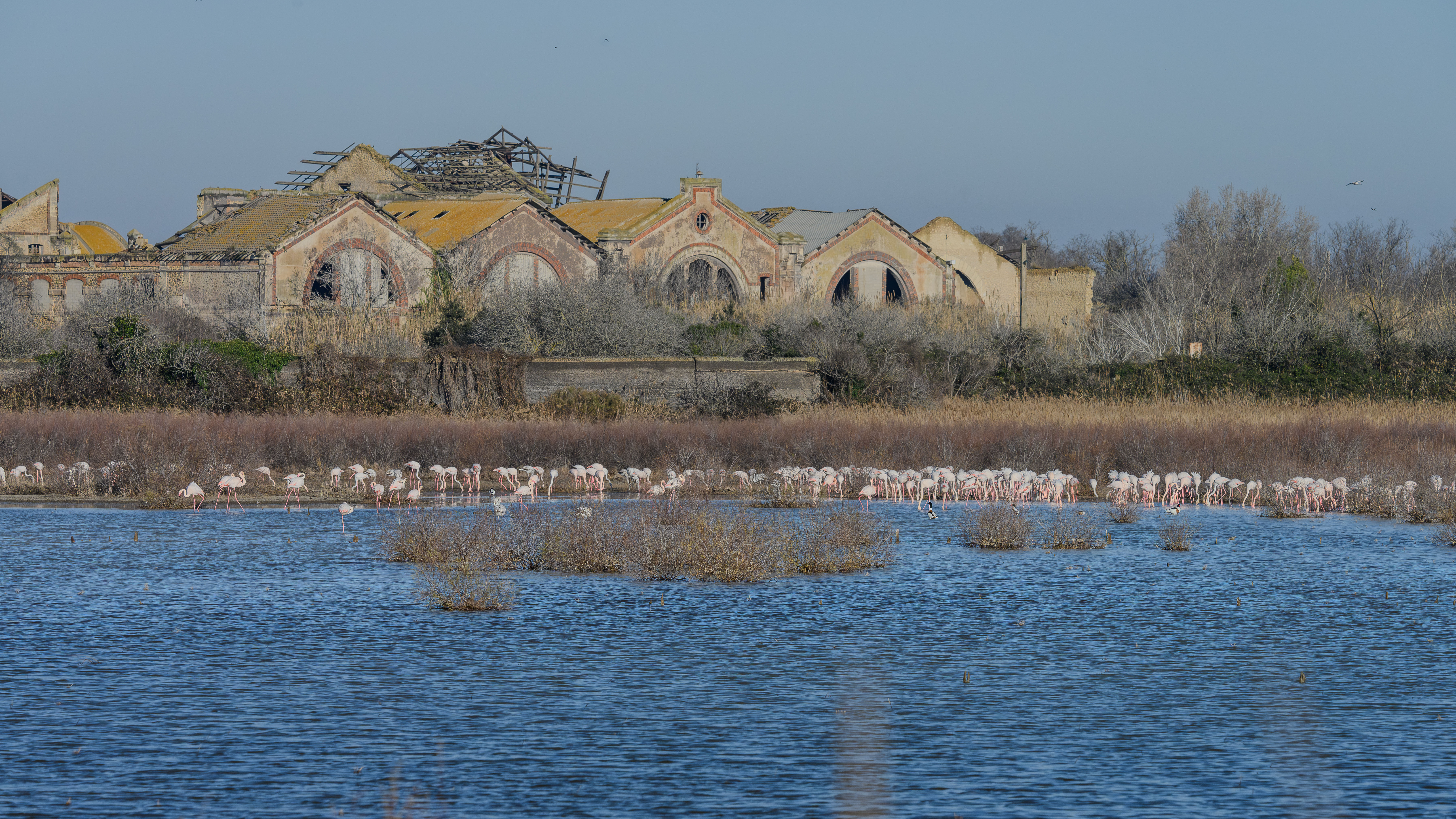 Les oiseaux du site Natura 2000 des �tangs entre Istres et Fos