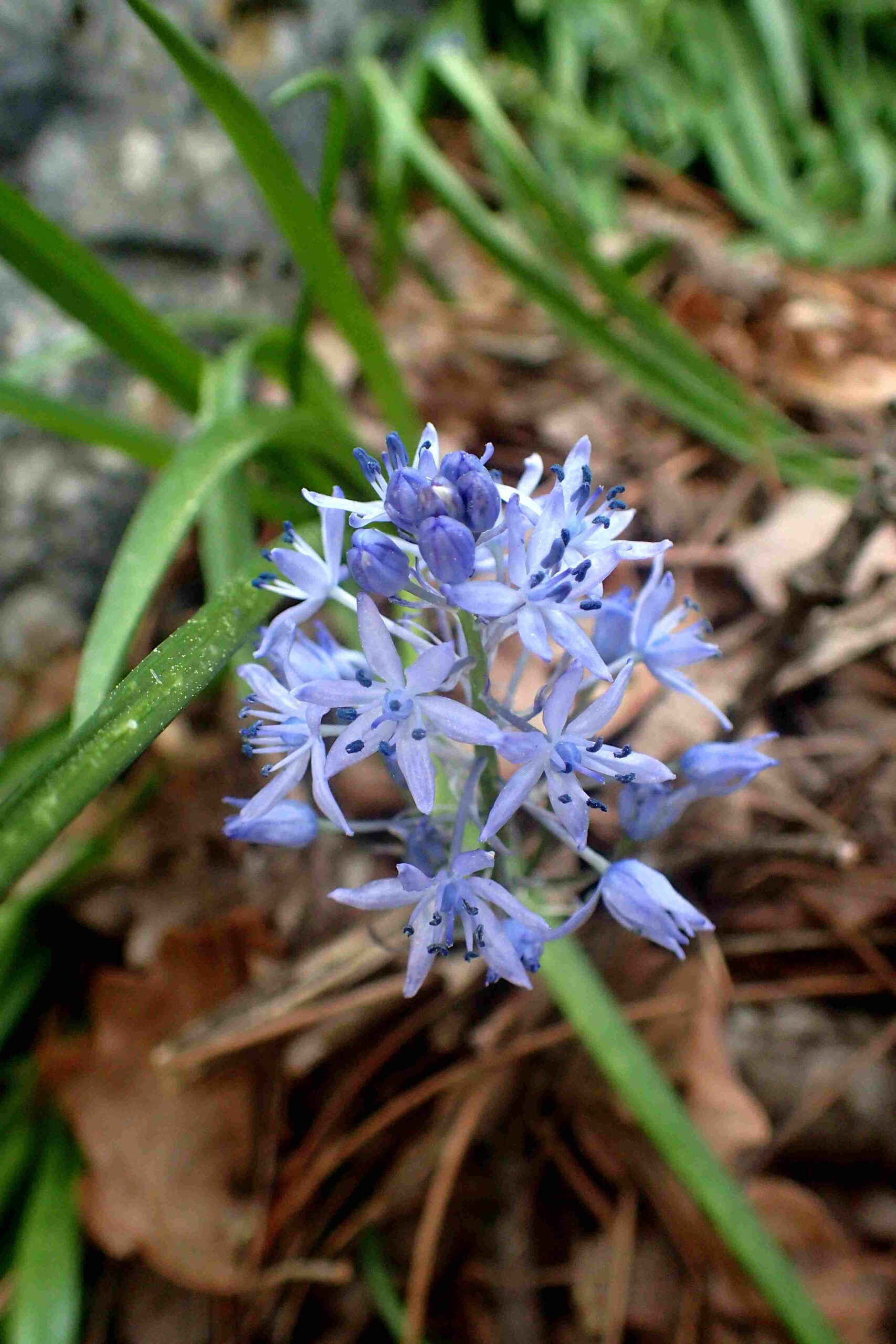 Balade botanique � Villeneuve-Loubet