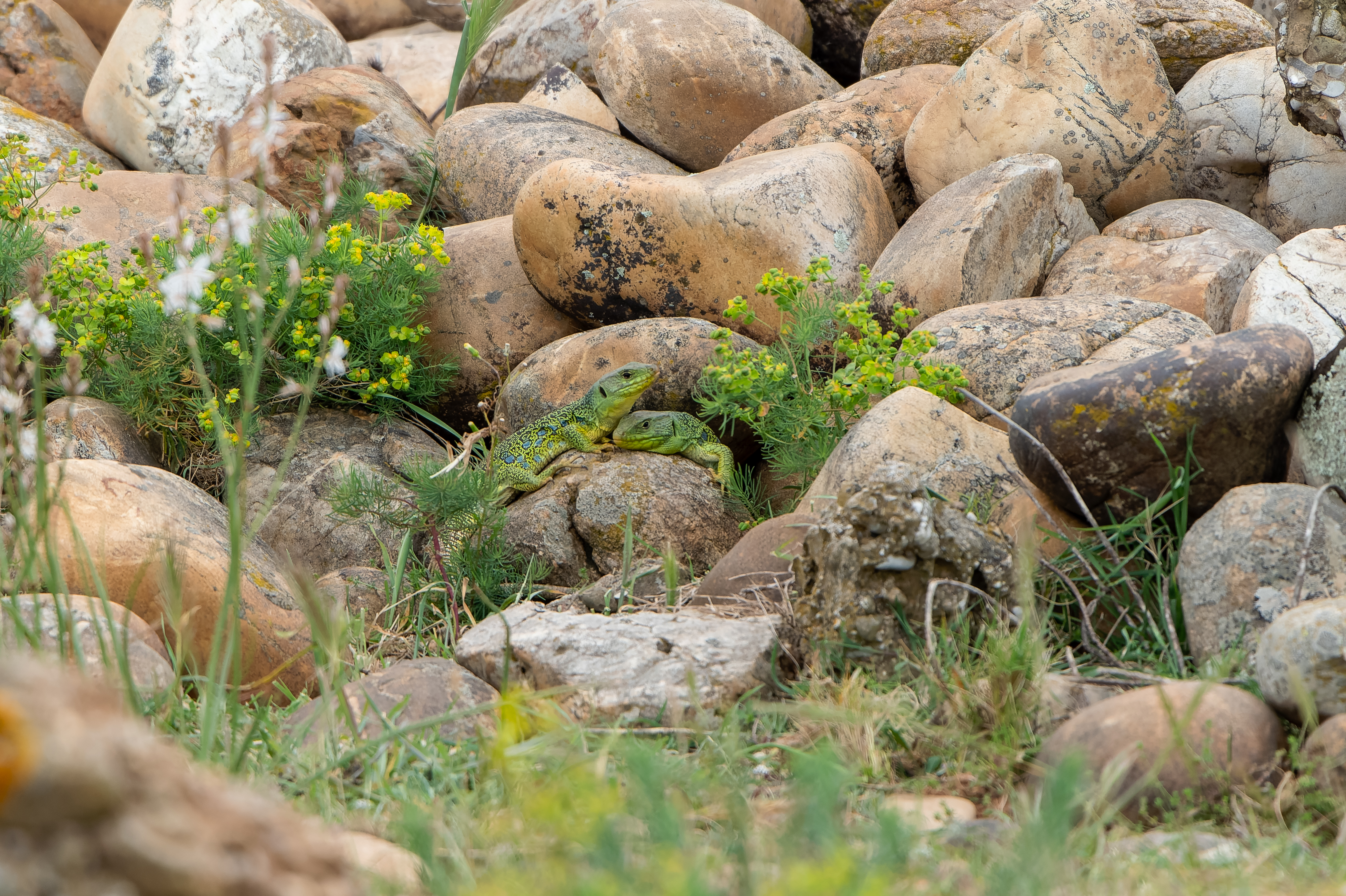 � la recherche du L�zard ocell�