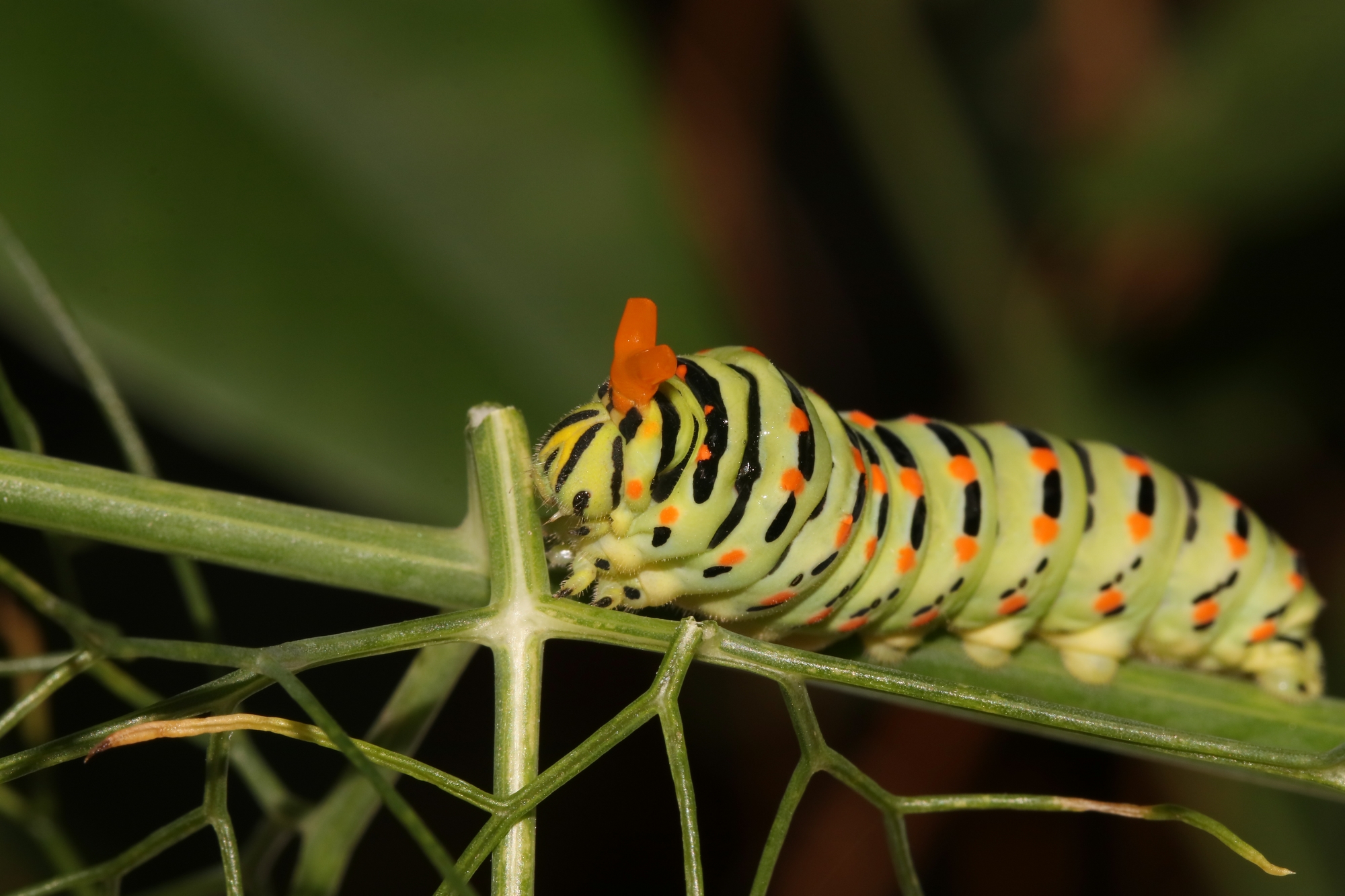 Inventaire participatif � biodiversit� des Lauves