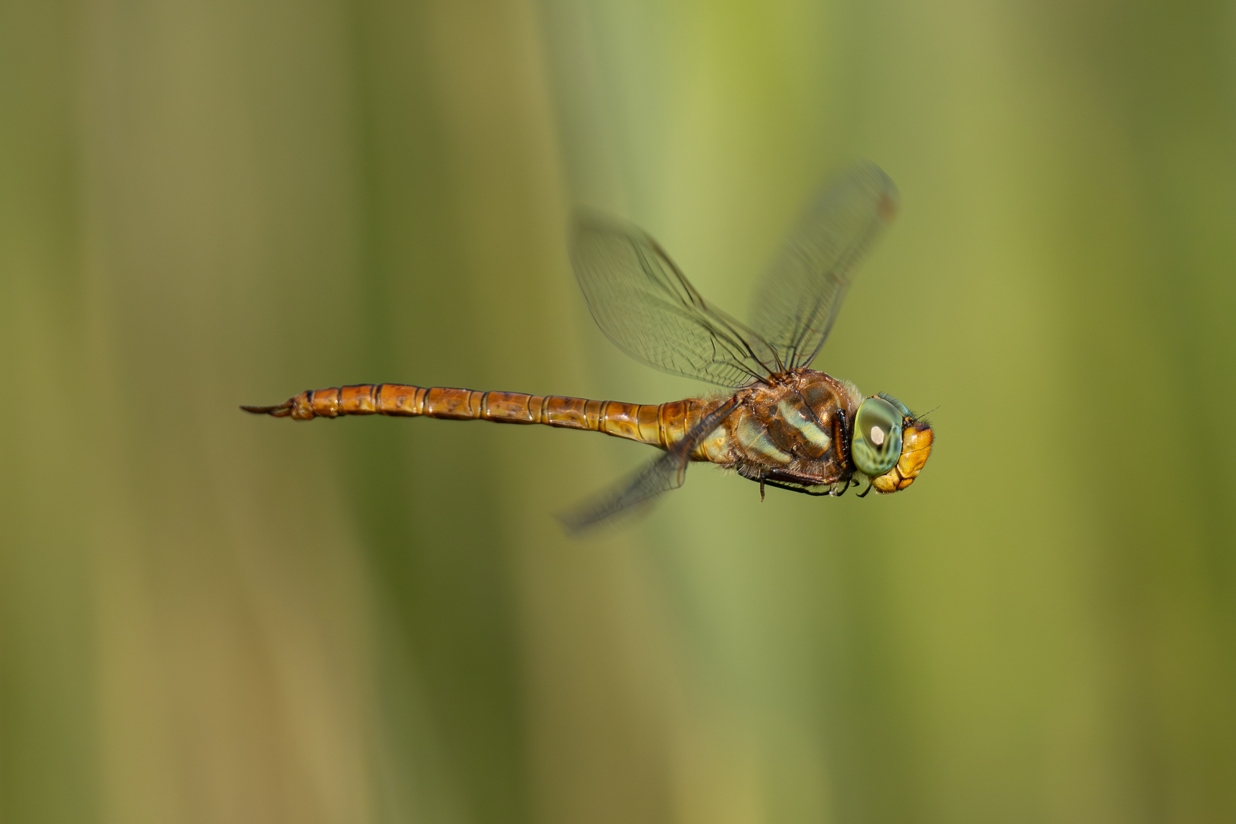 � la d�couverte des libellules et papillons