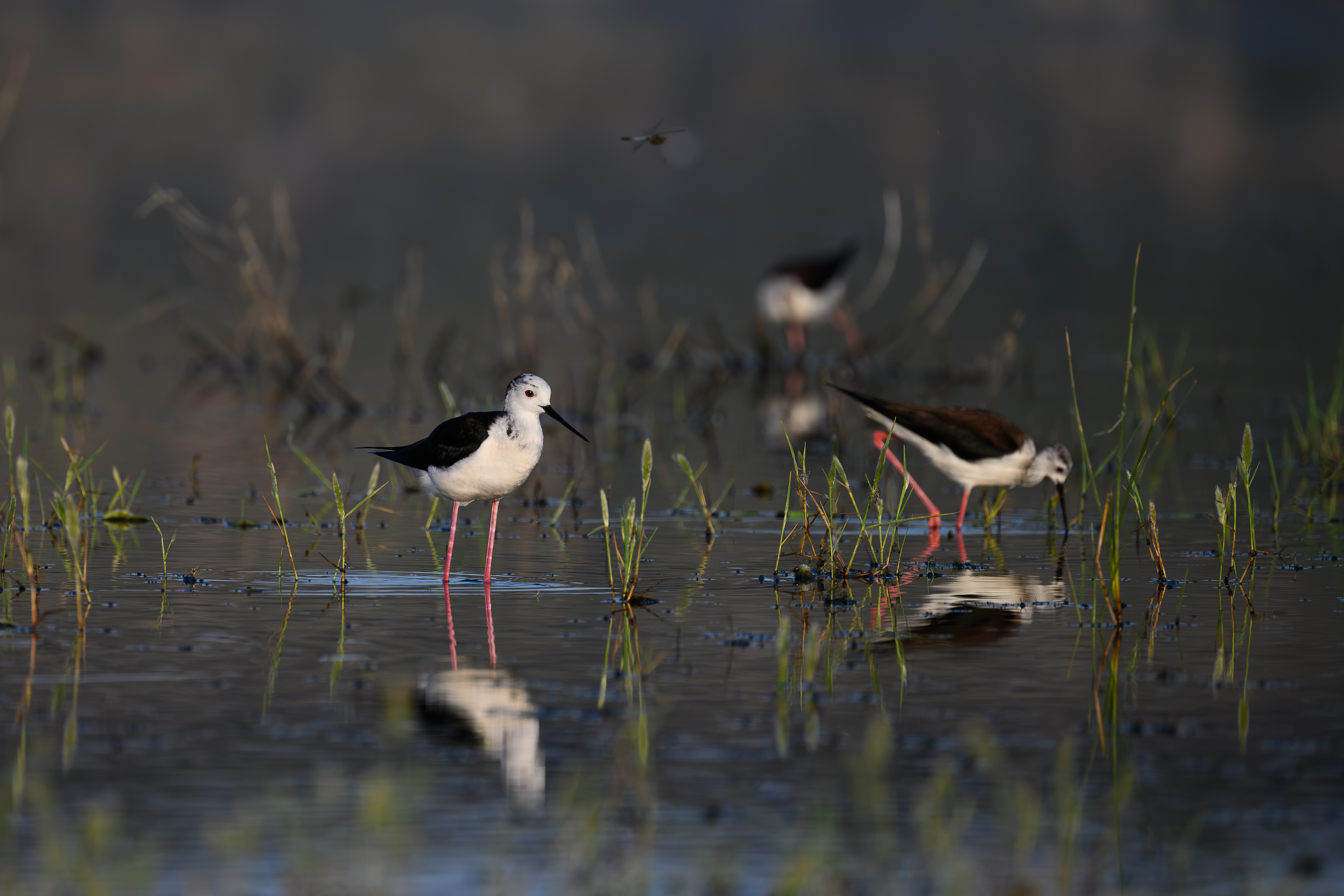 Oiseaux et orchid�es des anciens salins de Fos
