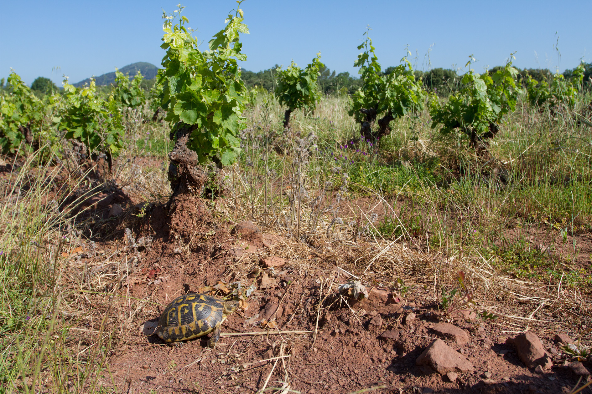 Tortue d�Hermann et viticulture : un chemin commun vers l�agro�cologie