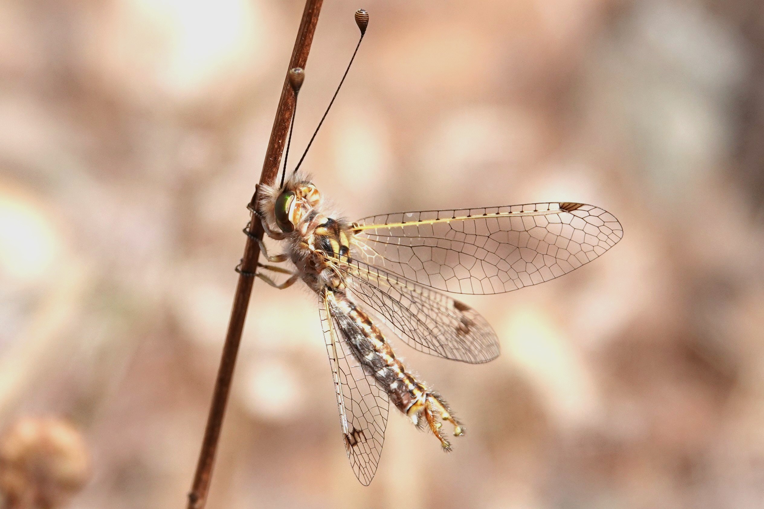 Les insectes du coussoul
