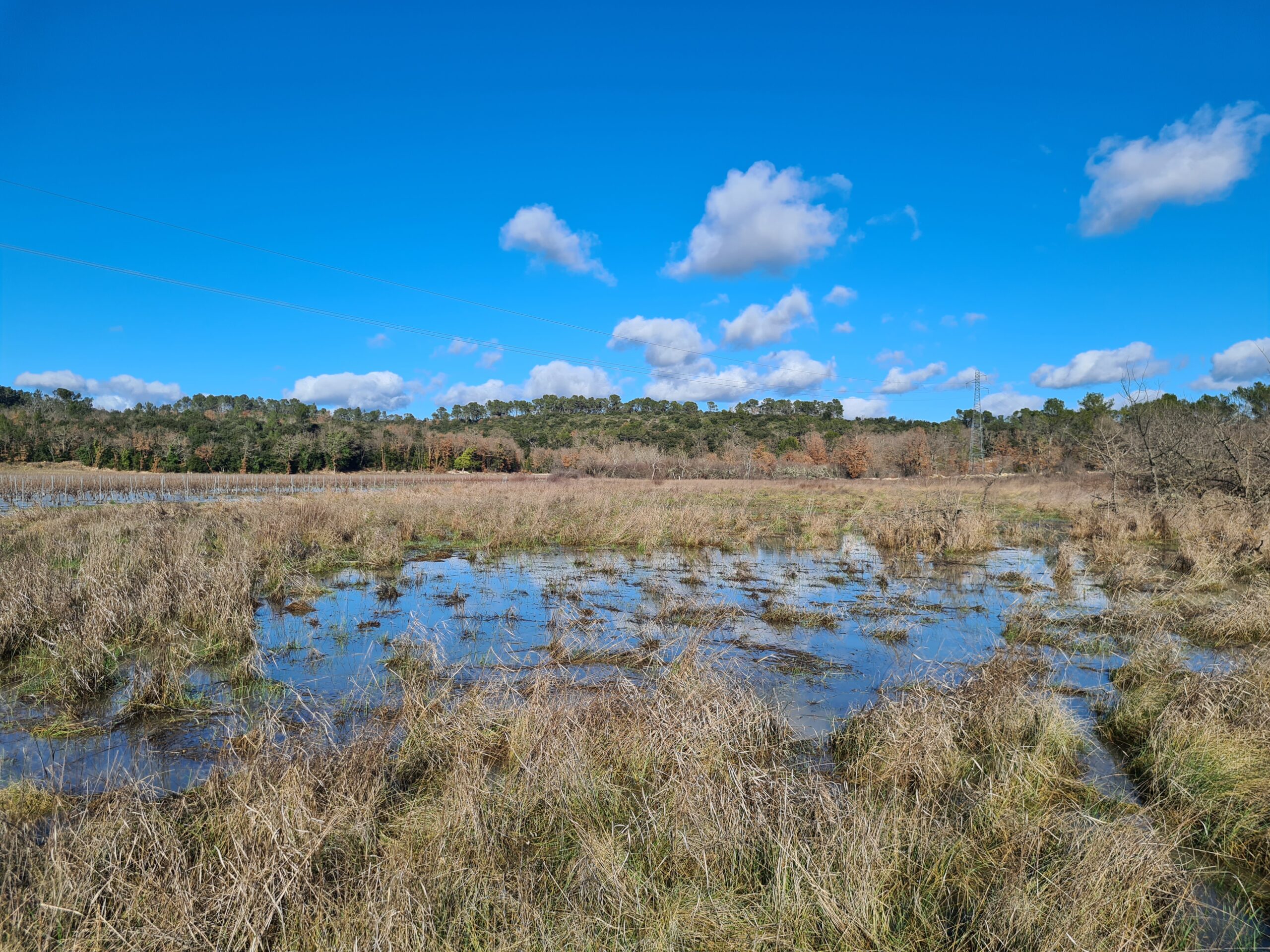 Gestion d�esp�ces exotiques envahissantes en faveur de la zone humide de Bayonny