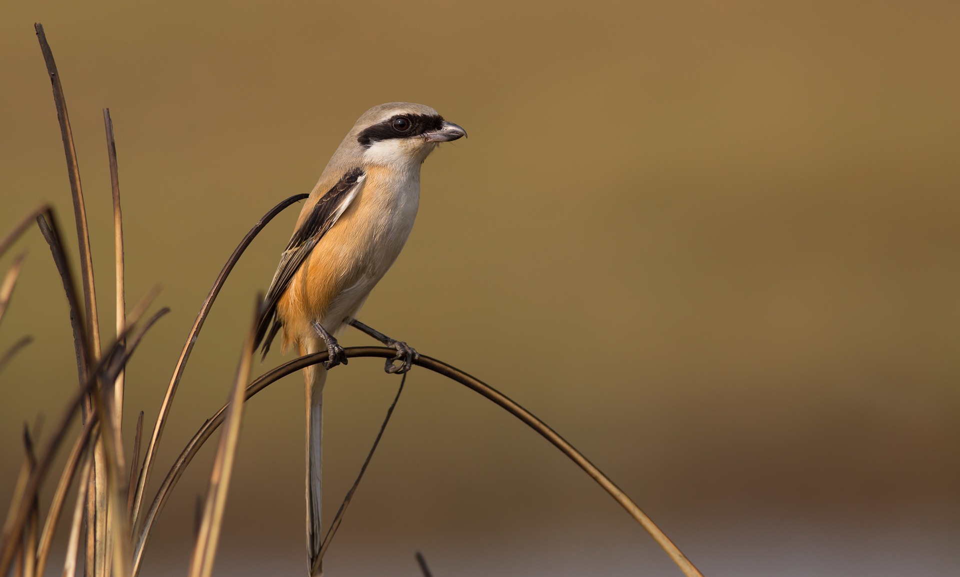 � la recherche de la Pie-gri�che �corcheur