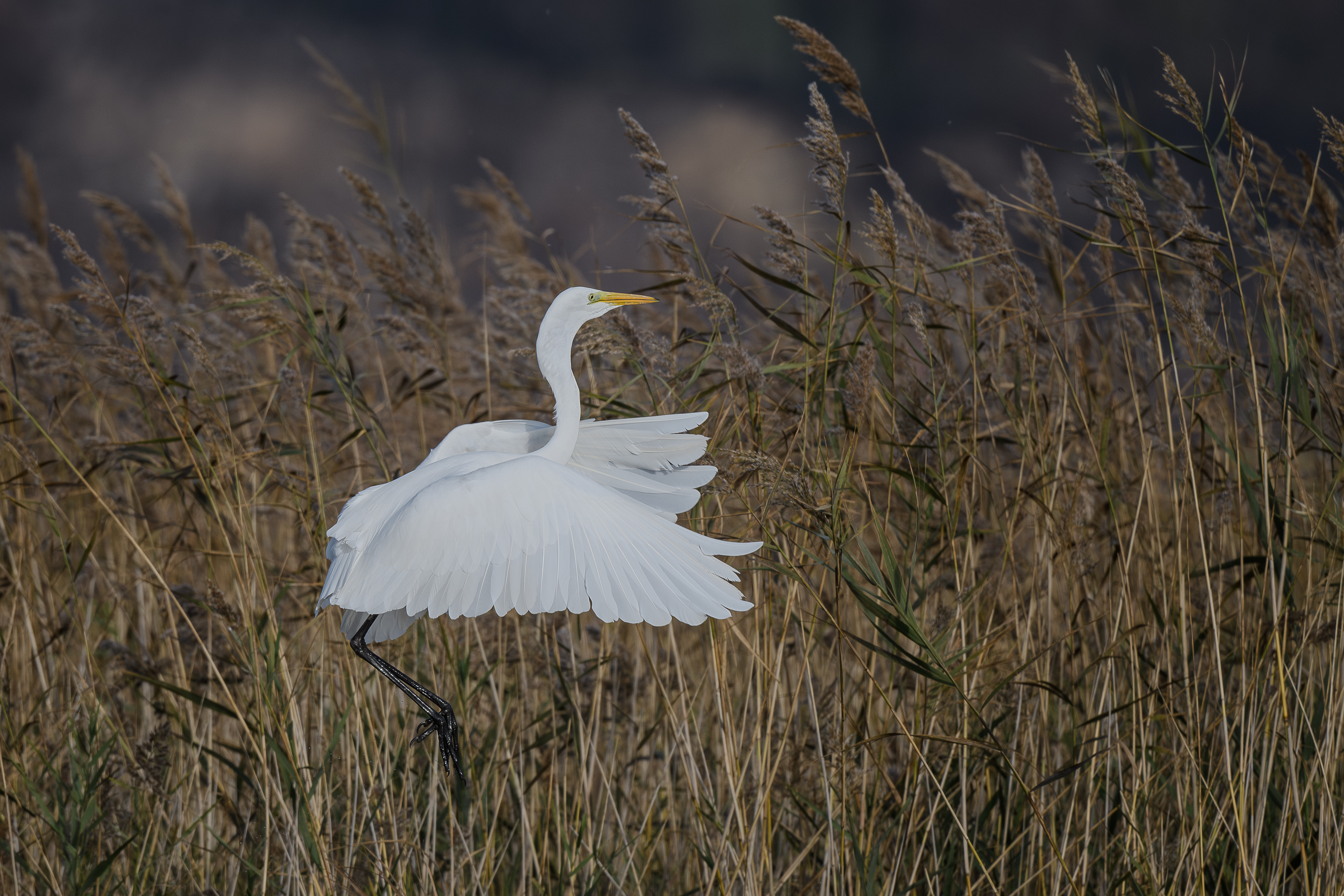 Observation des oiseaux au retour de leur migration