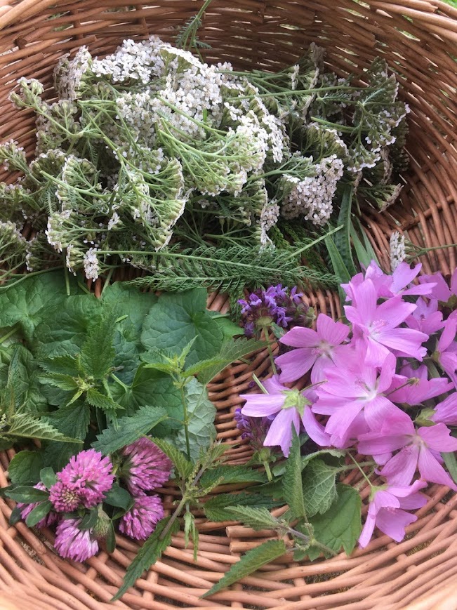 Sortie nature : Les bonnes mauvaises herbes