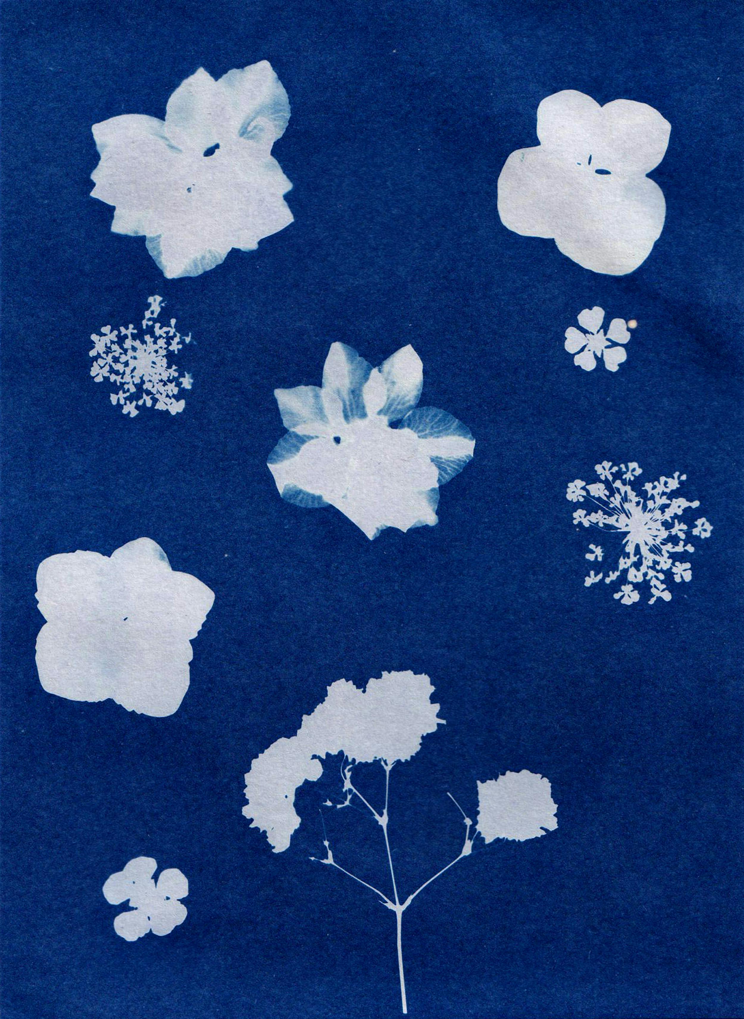 Atelier - Cyanotype