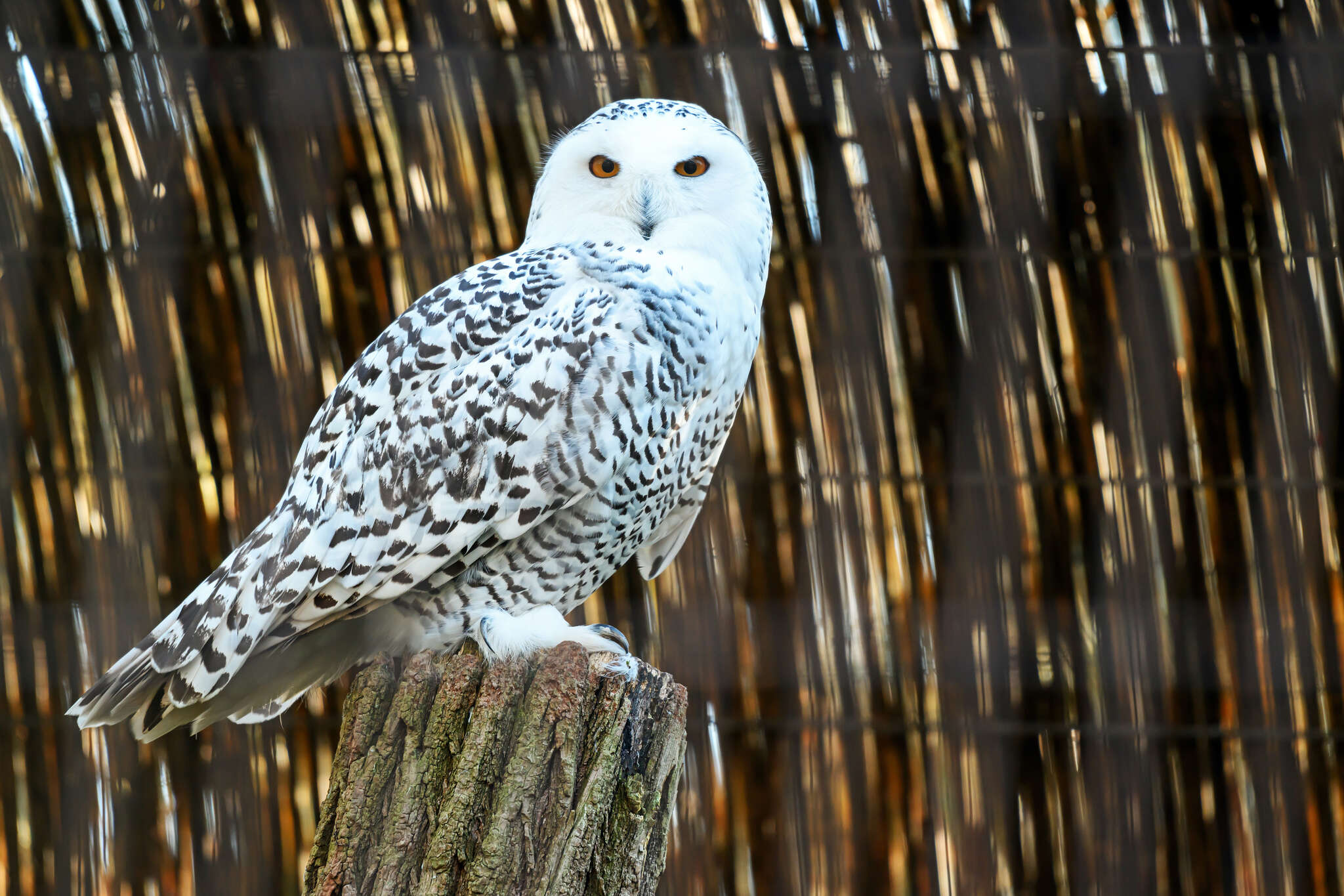 Parcours en famille pour les vacances de printemps au Jardin botanique Val Rahmeh-Menton